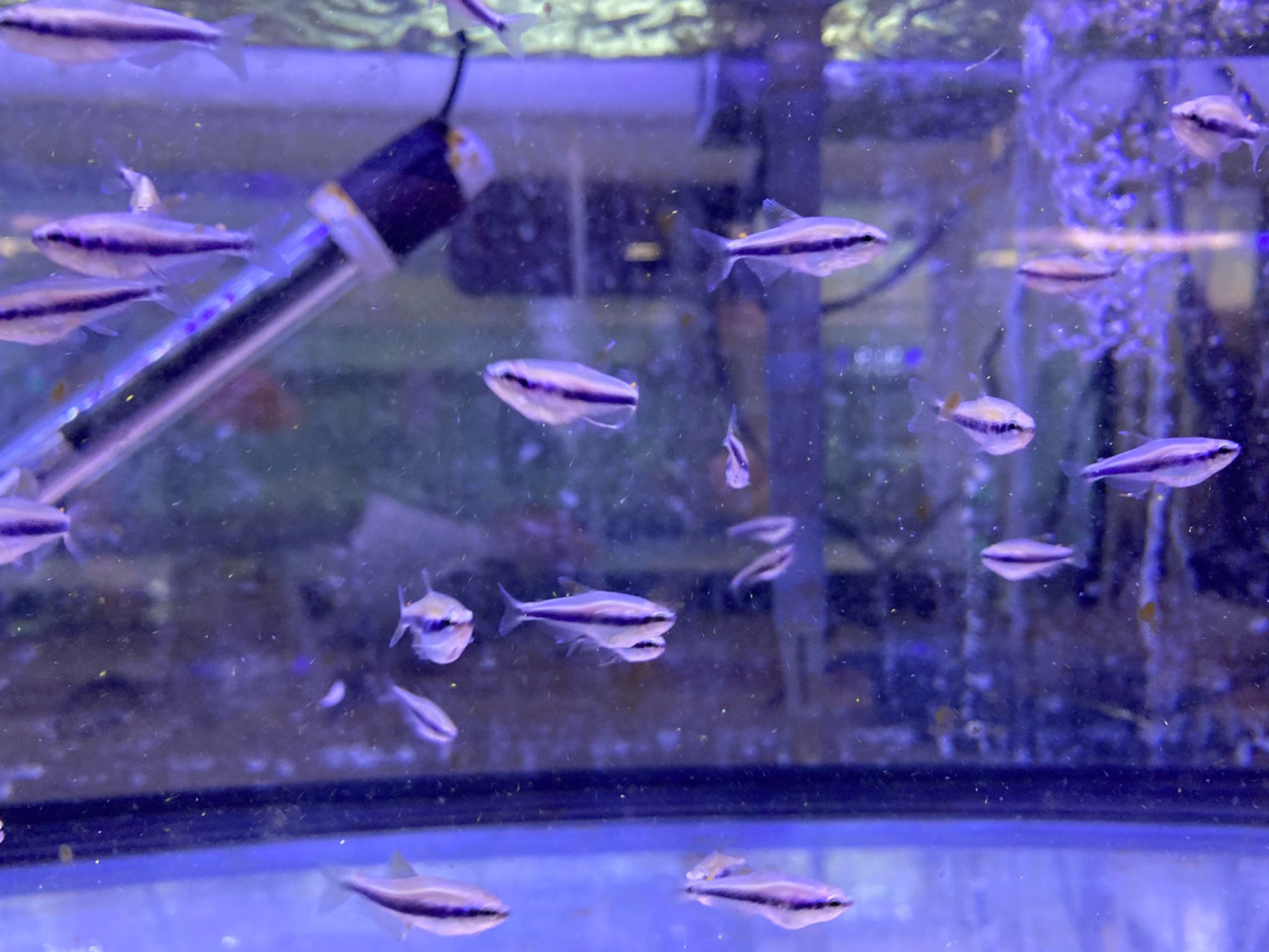Kerri Emperor Tetra