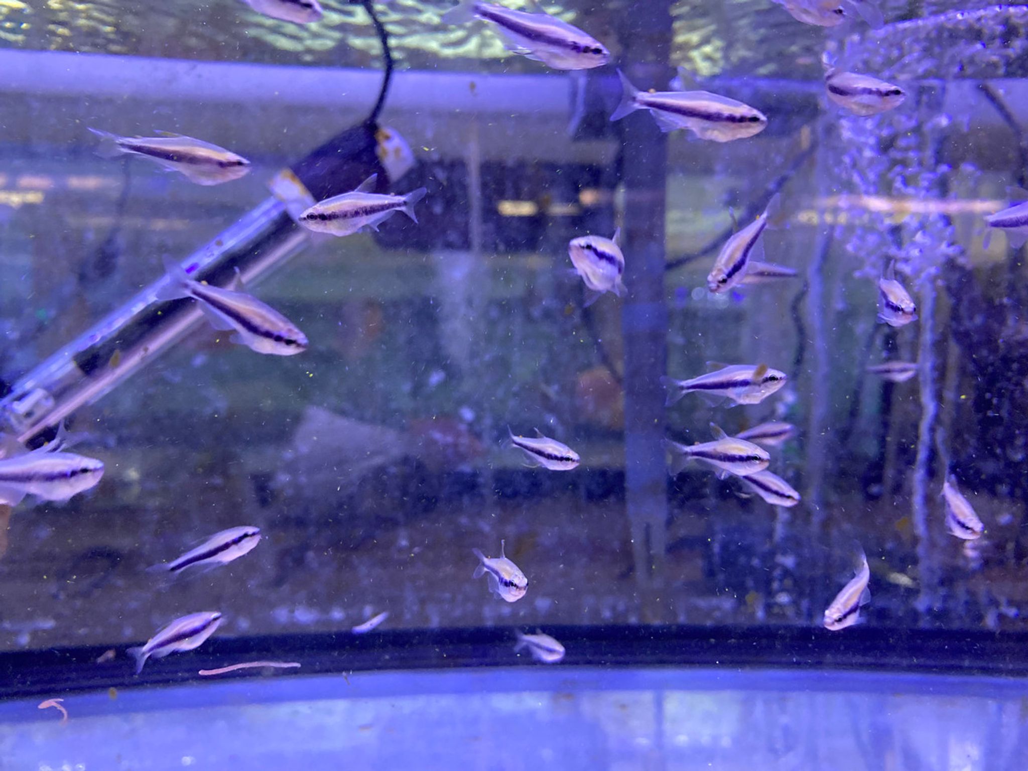Kerri Emperor Tetra