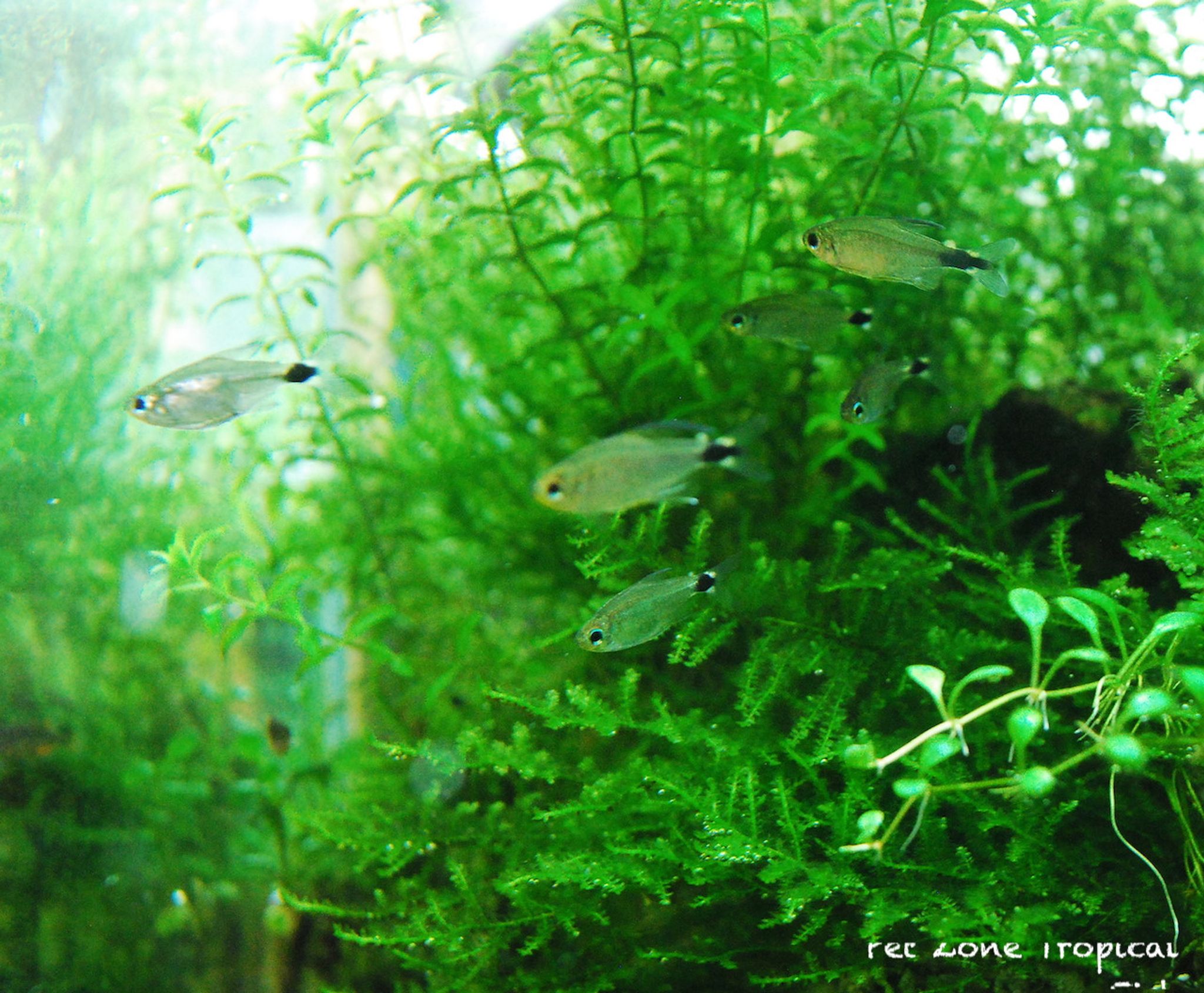 Kitty Tetra