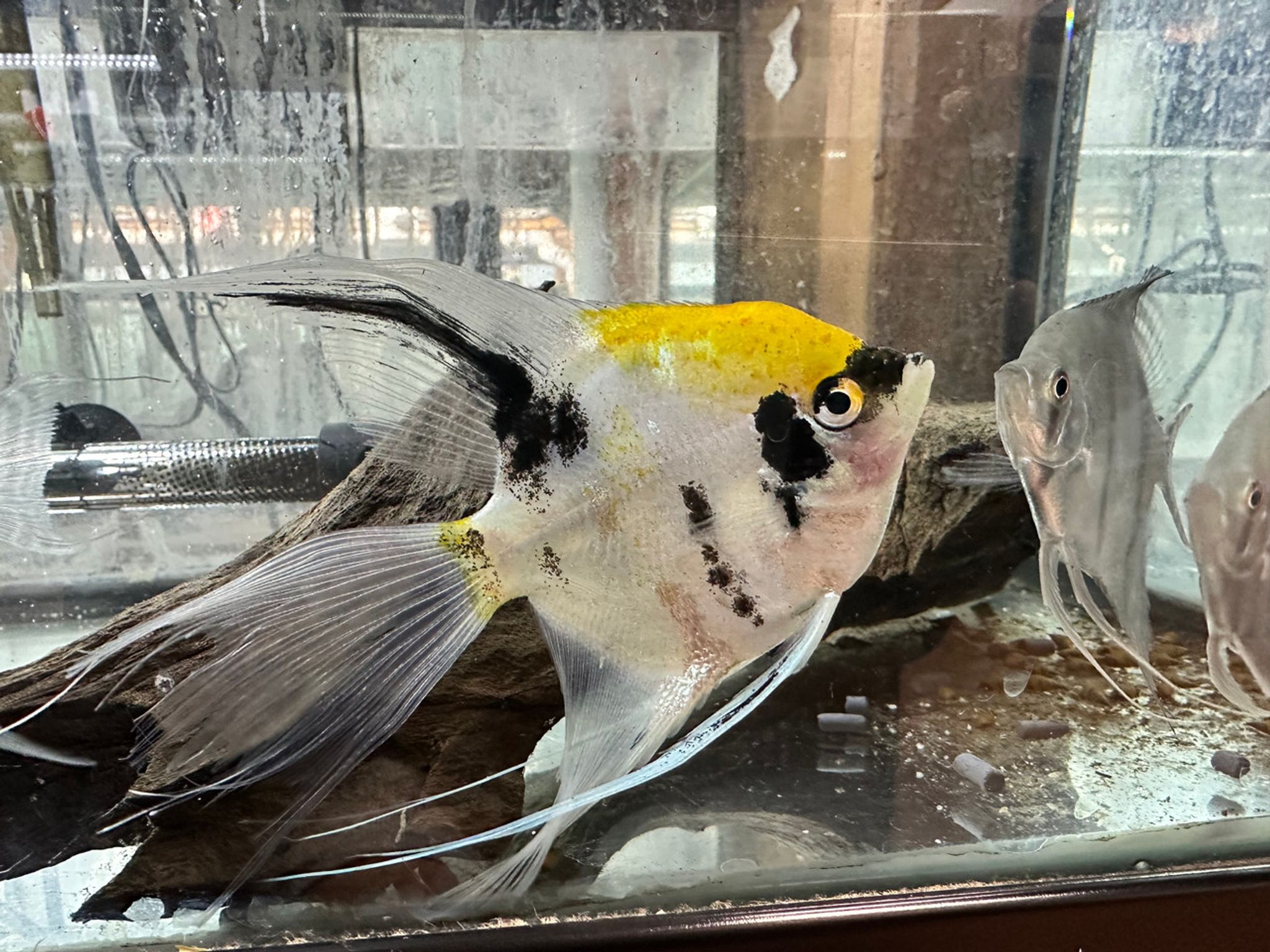 Koi Angelfish XL