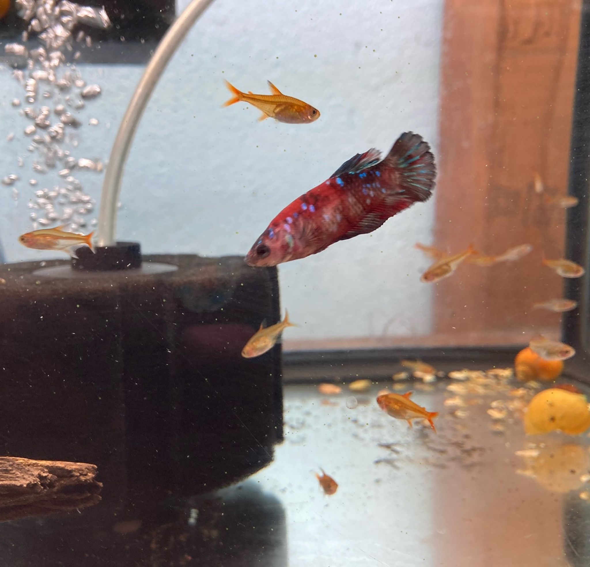 Koi Betta, Female