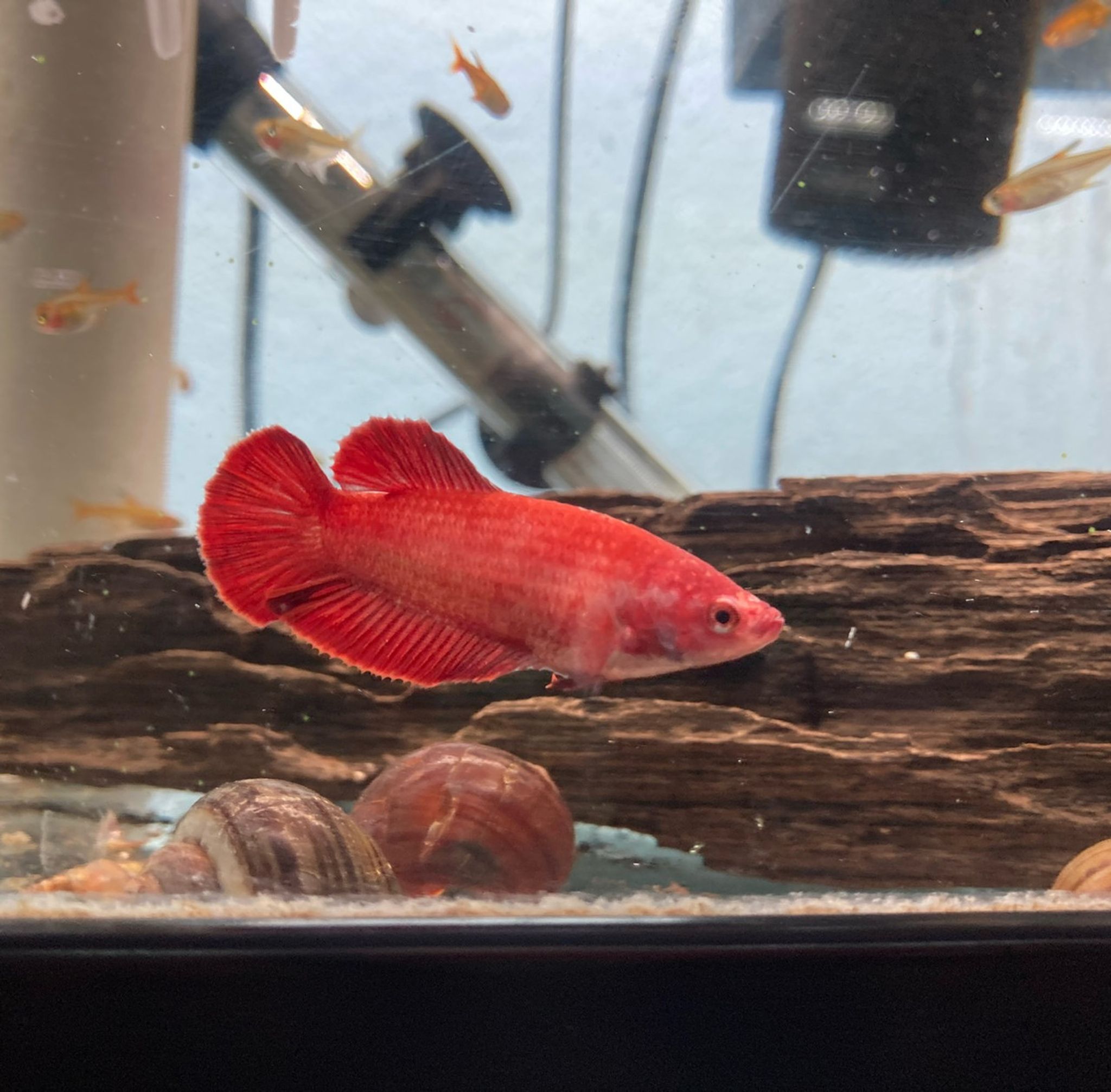 Koi Betta, Female