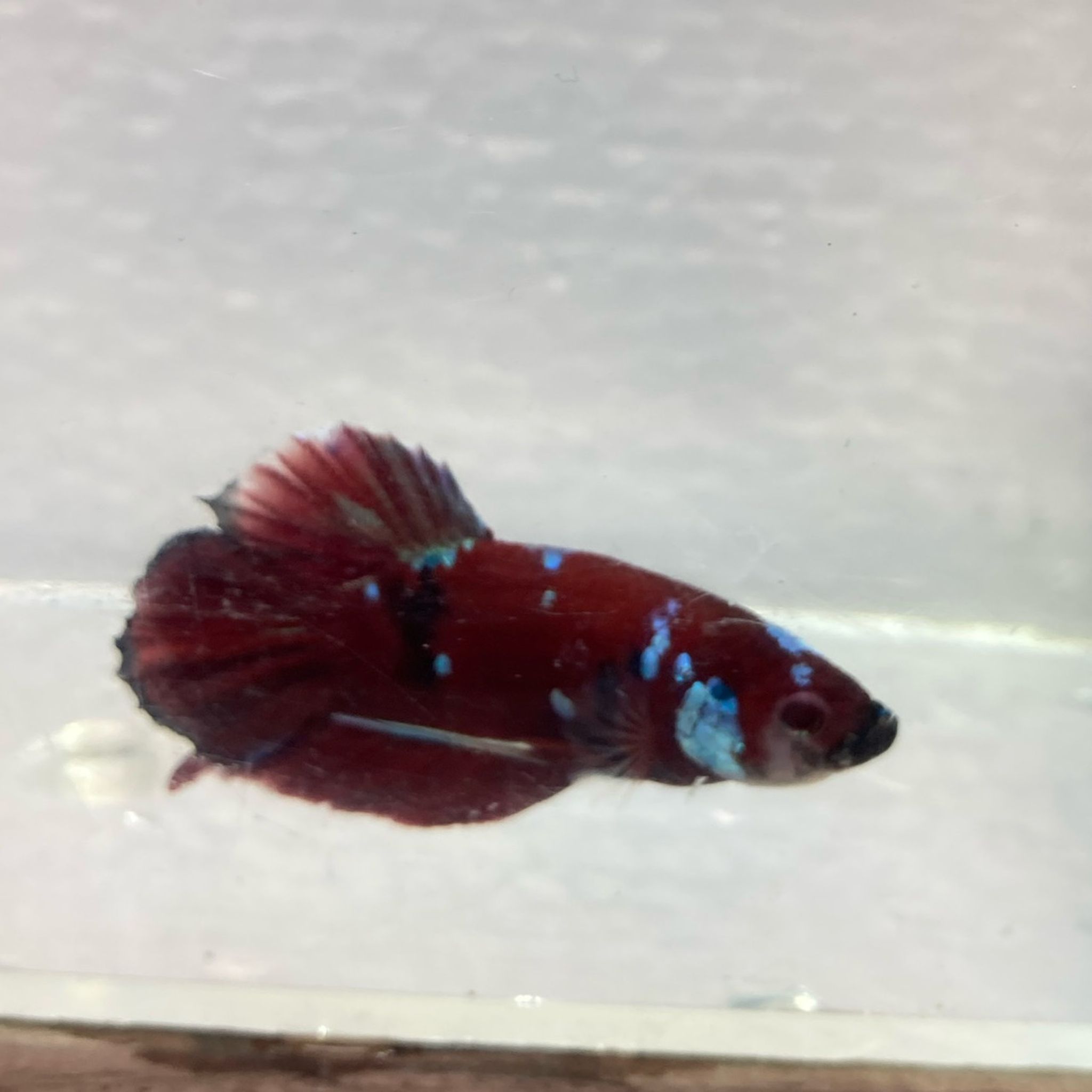 Koi Betta