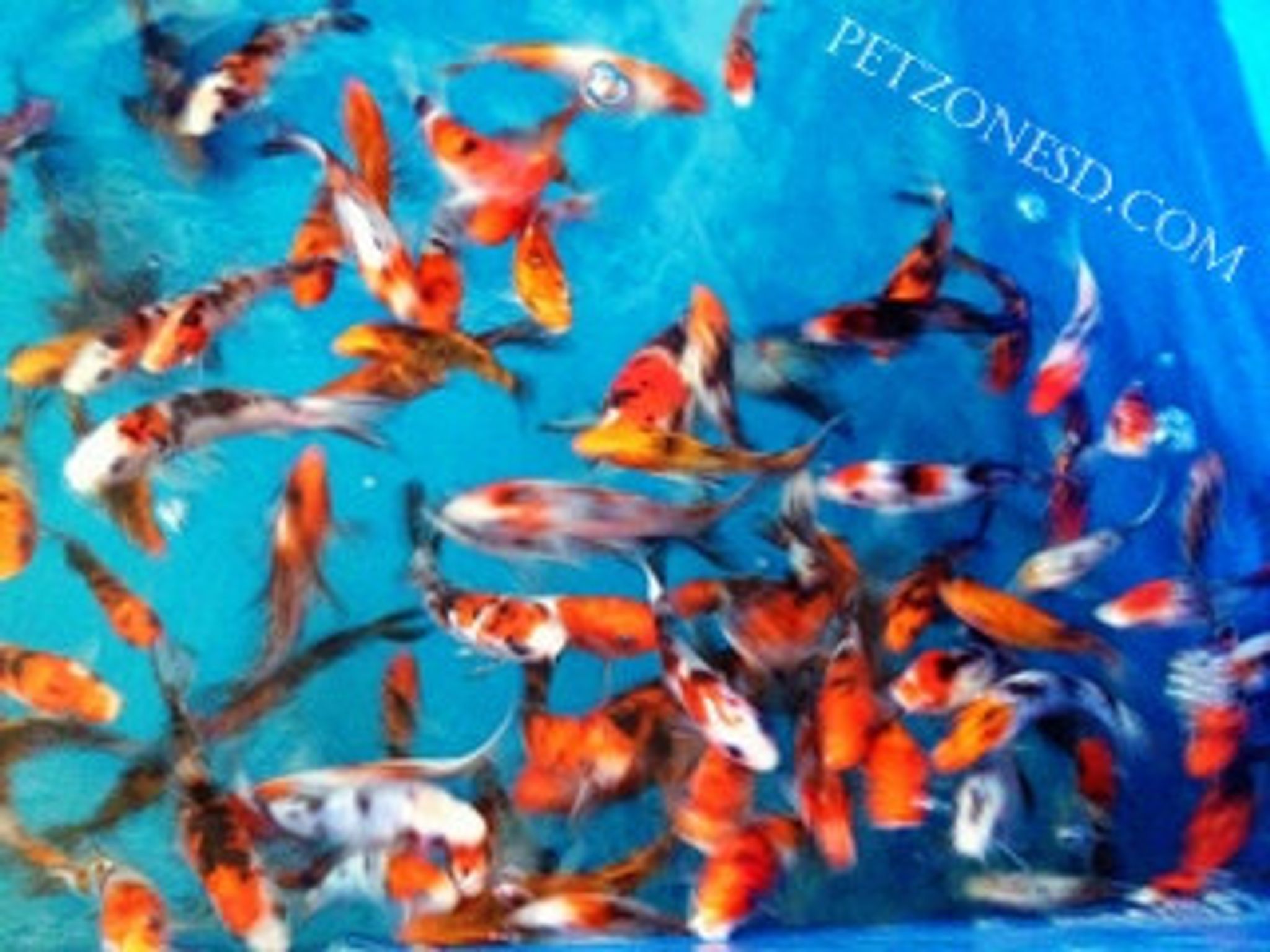 Koi Fish