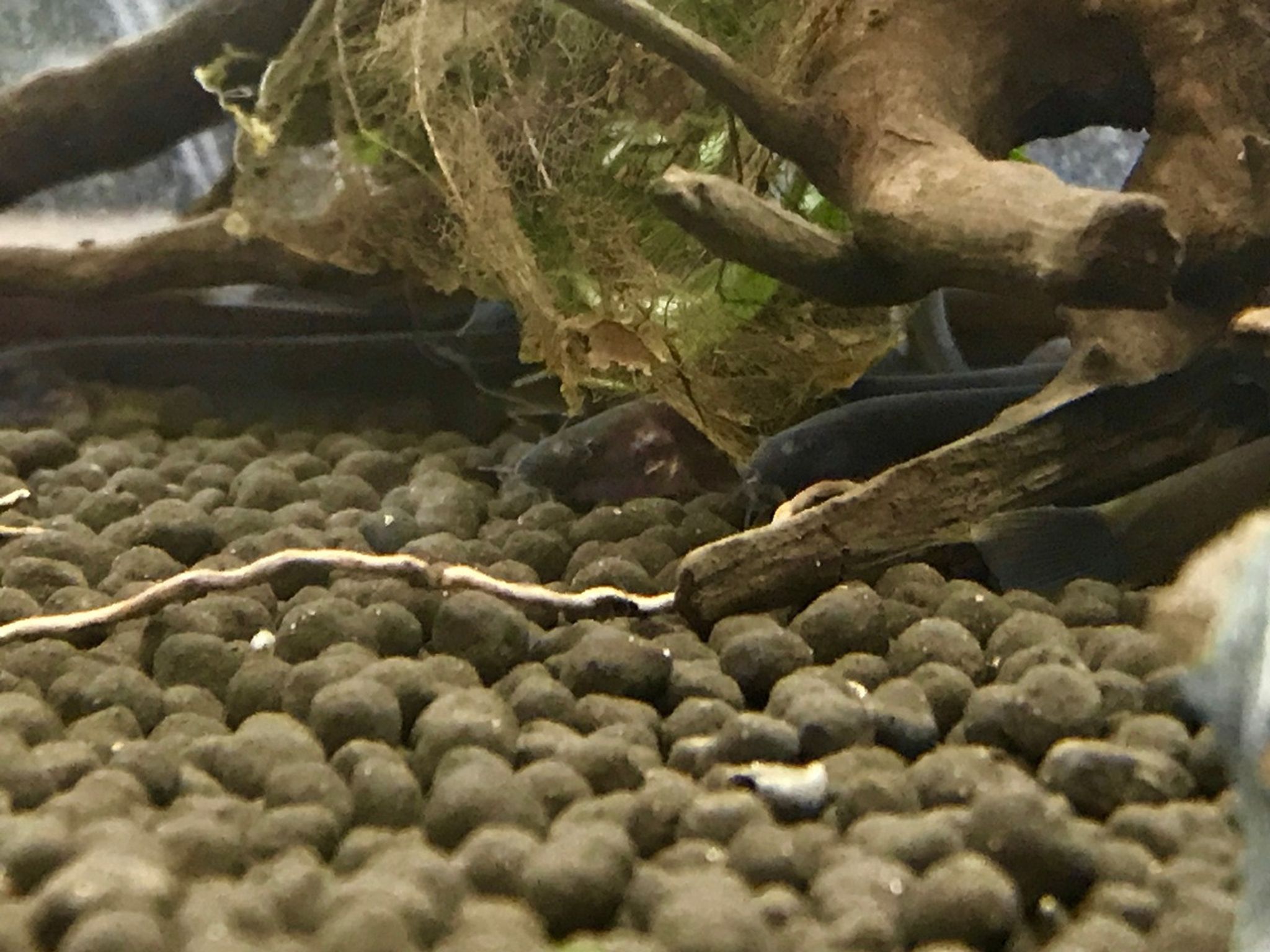Kuhli Loach
