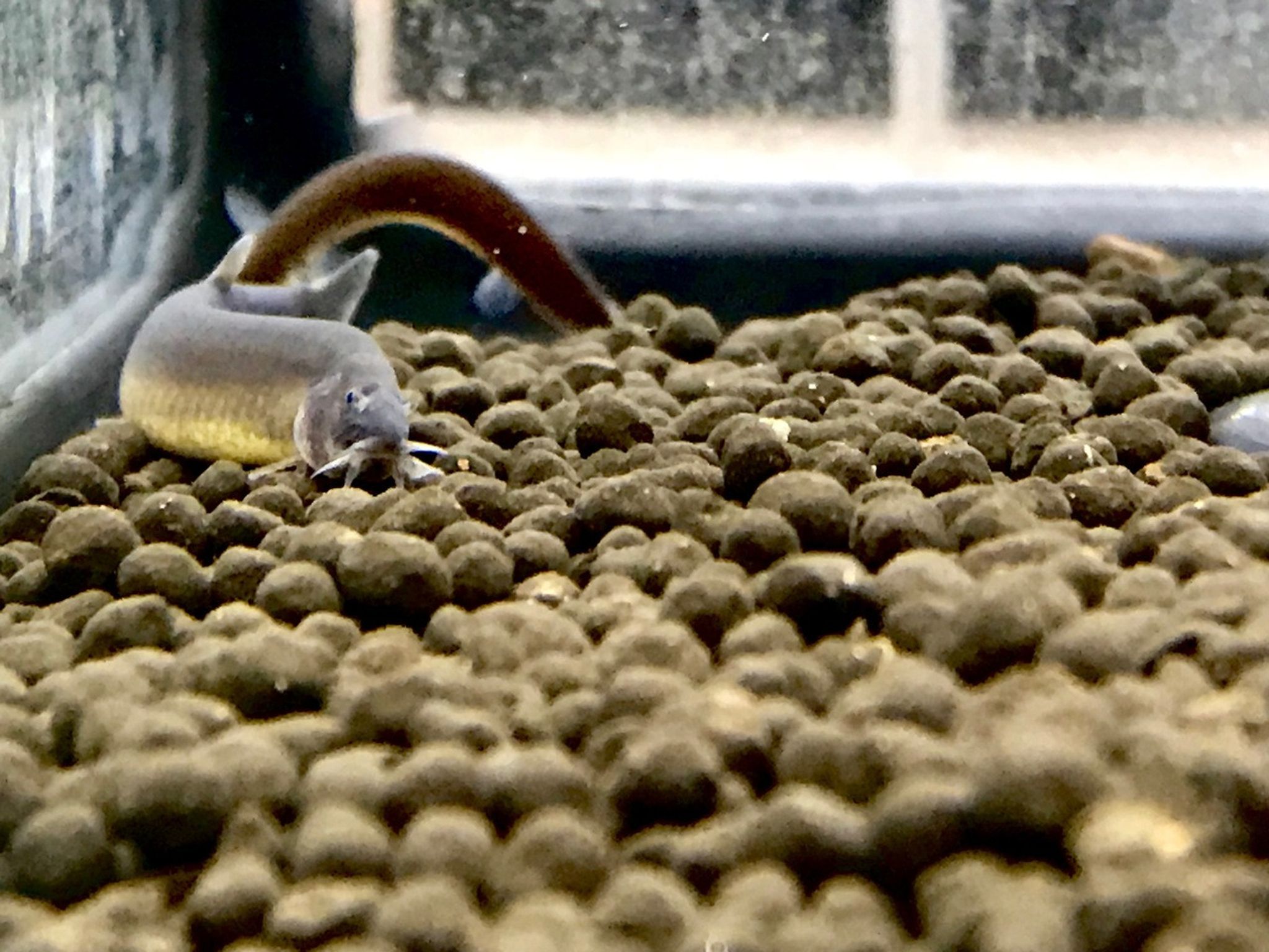 Kuhli Loach