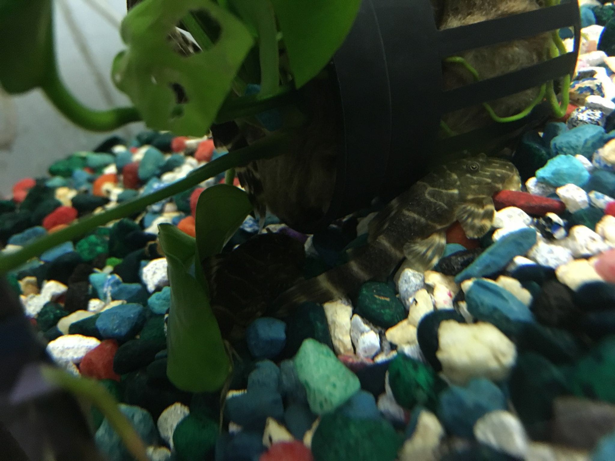 L015 Candy Striped Pleco