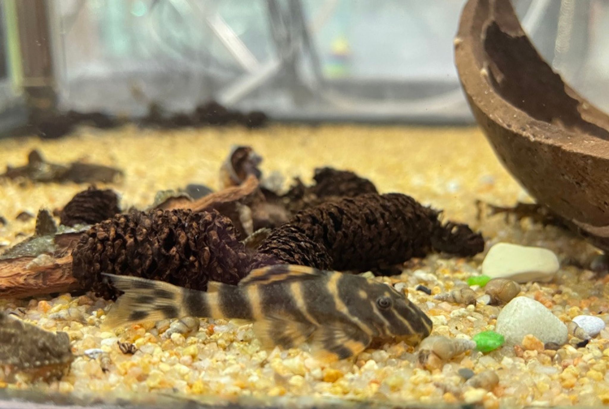 L015 Candy Striped Pleco