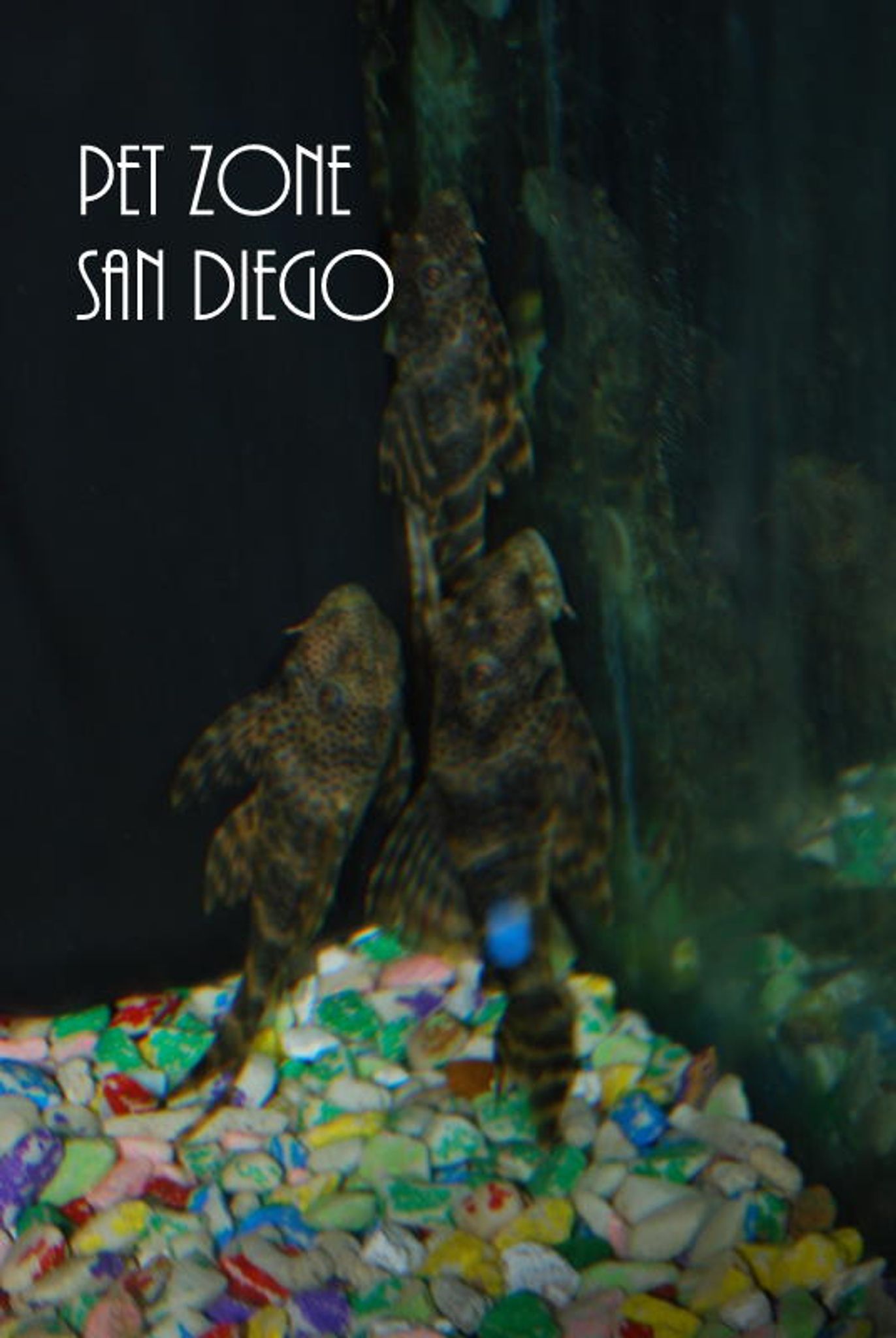L127 Scribbled Pleco