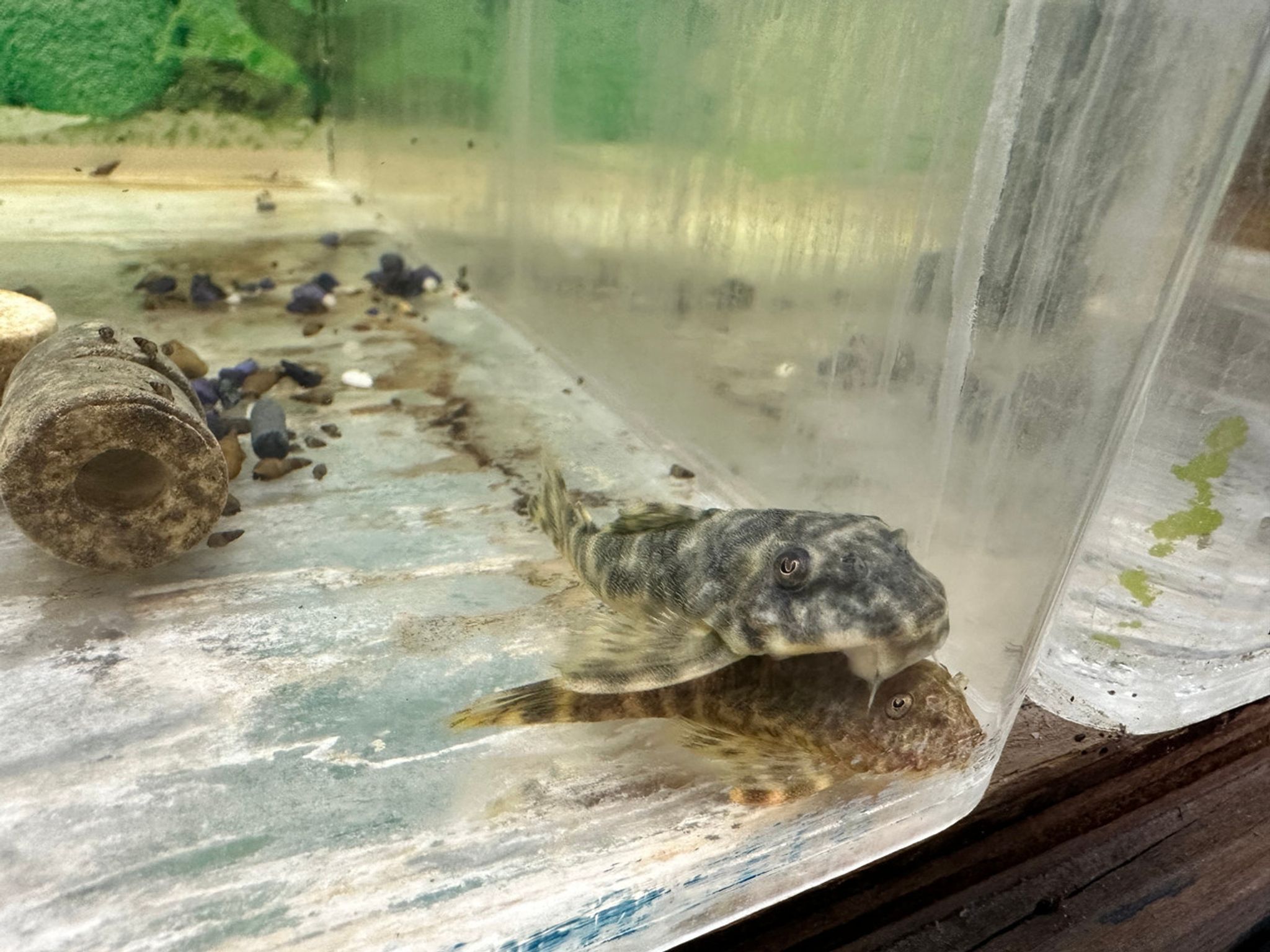 L127 Scribbled Pleco