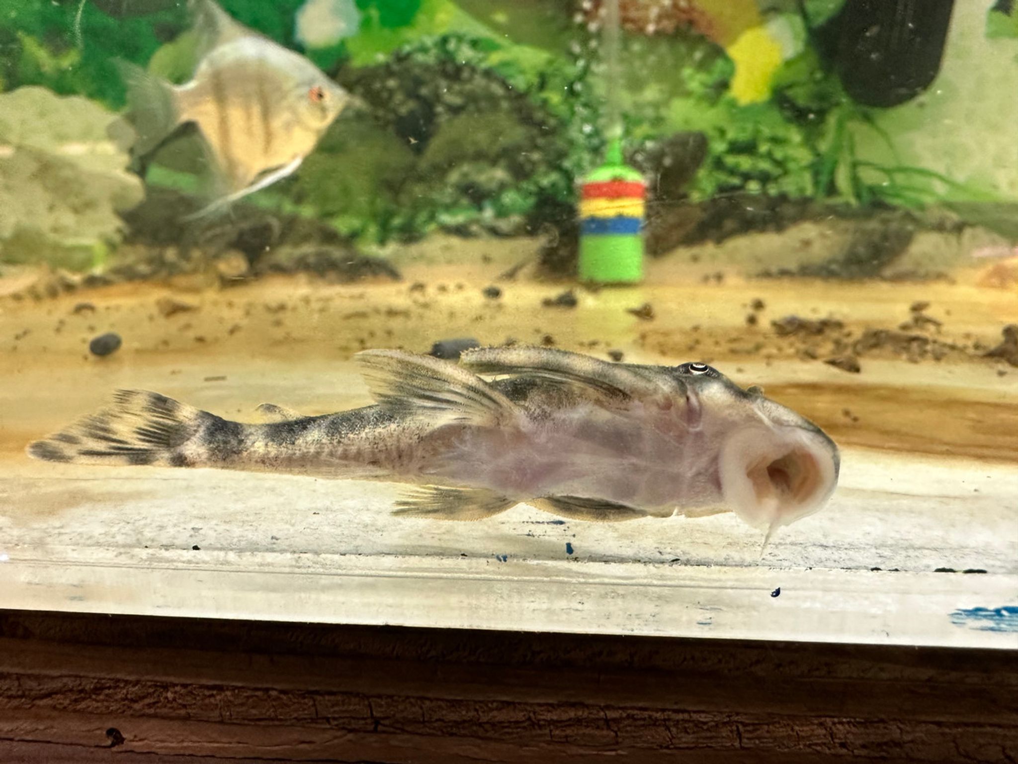 L127 Scribbled Pleco