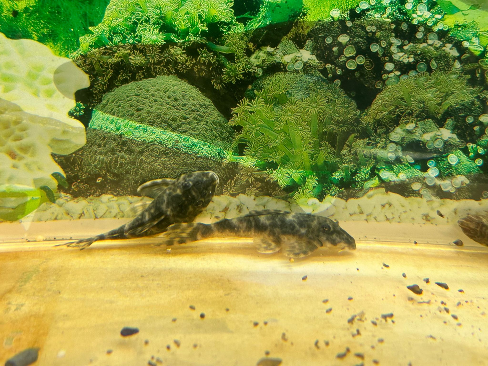 L127 Scribbled Pleco