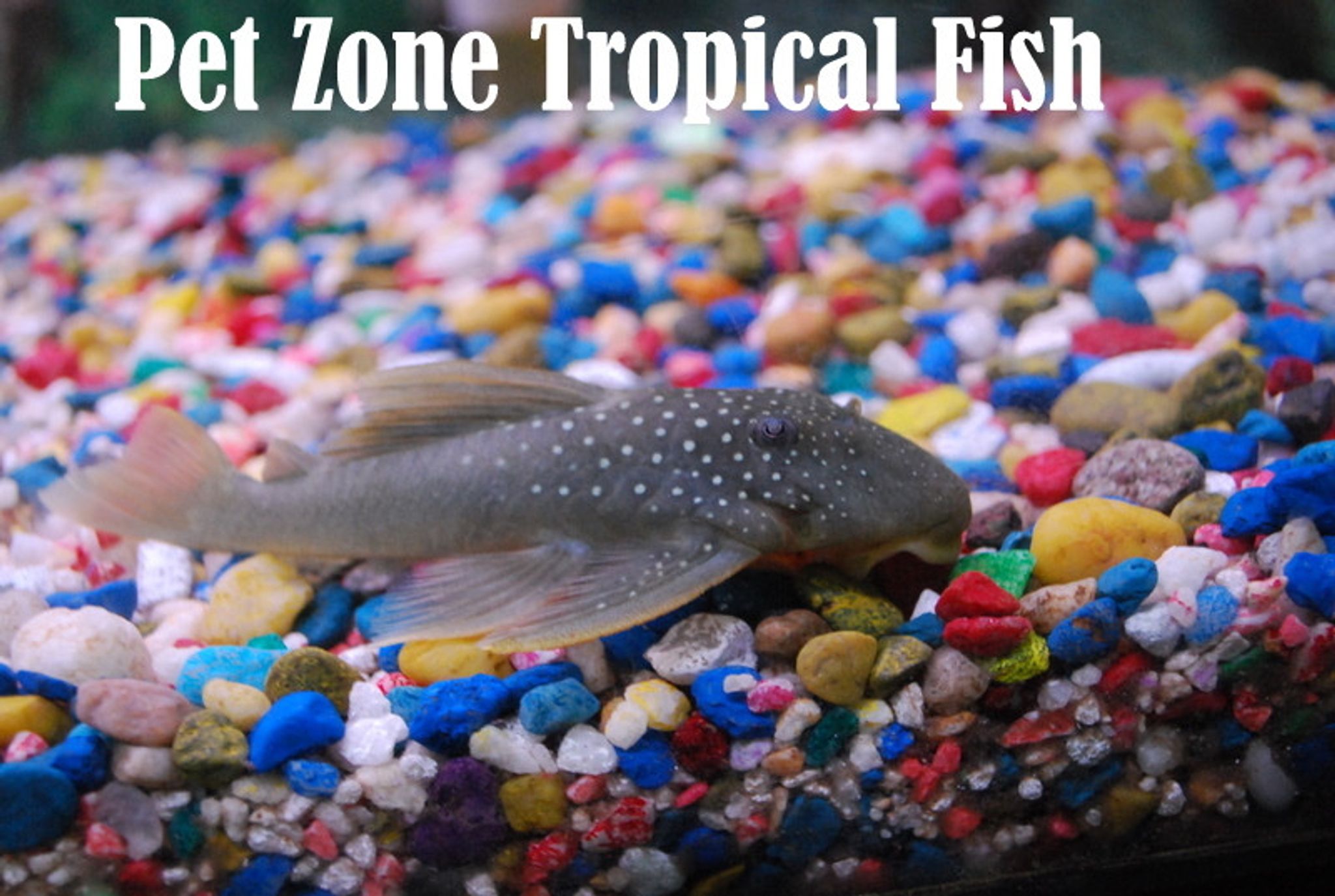 The Most Common Aquarium Problems According to Fishkeeper Searches