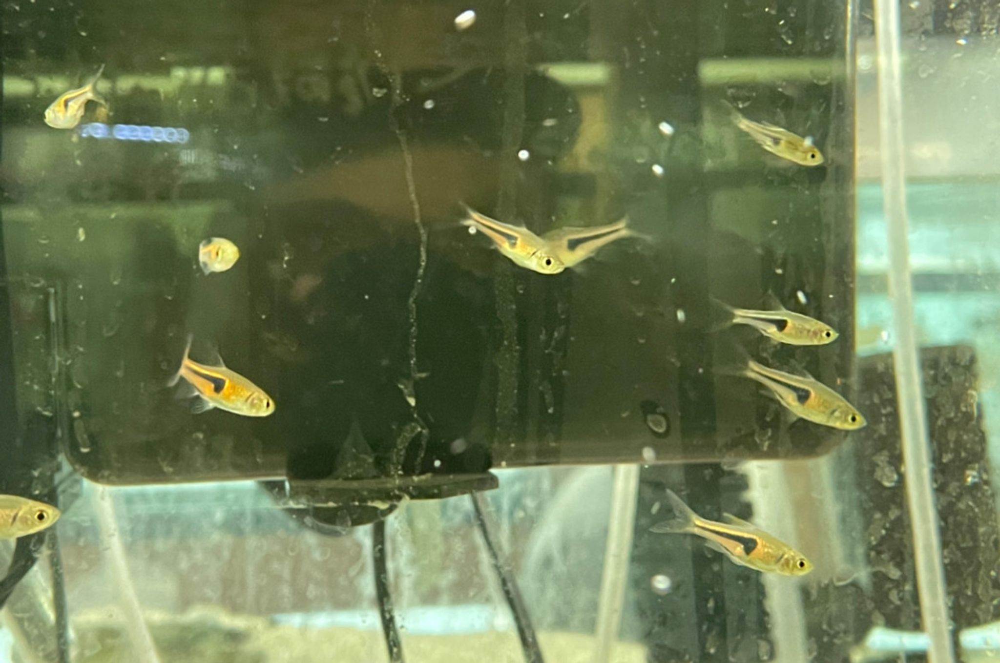 Lambchop Rasbora