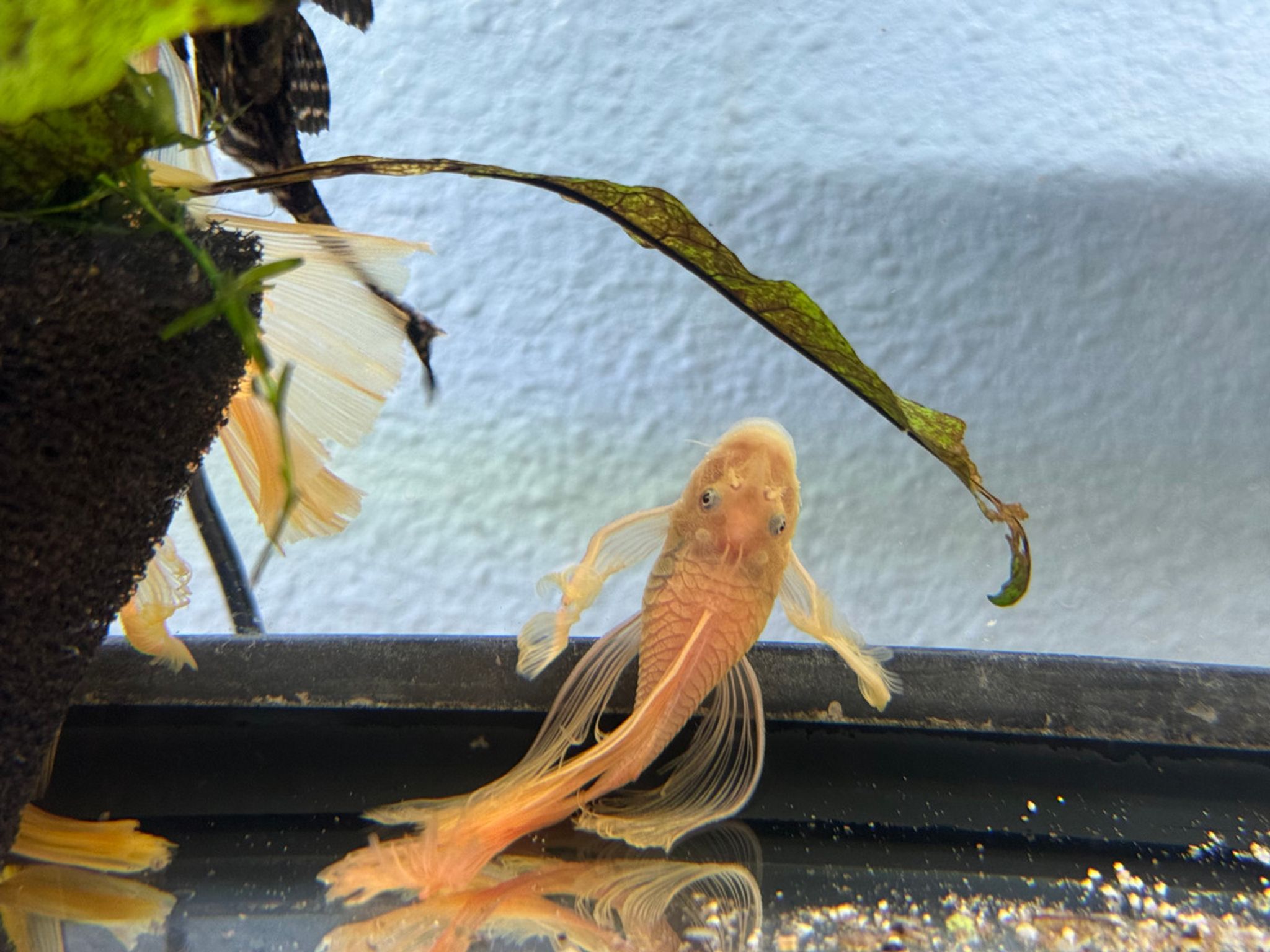 LARGE Long Fin Bristlenose Blue Eye Lemon Pleco (Ancistrus sp.)