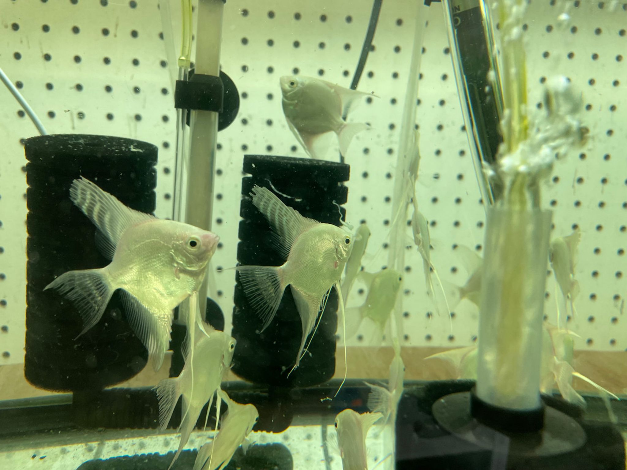 LARGE Platinum Angelfish