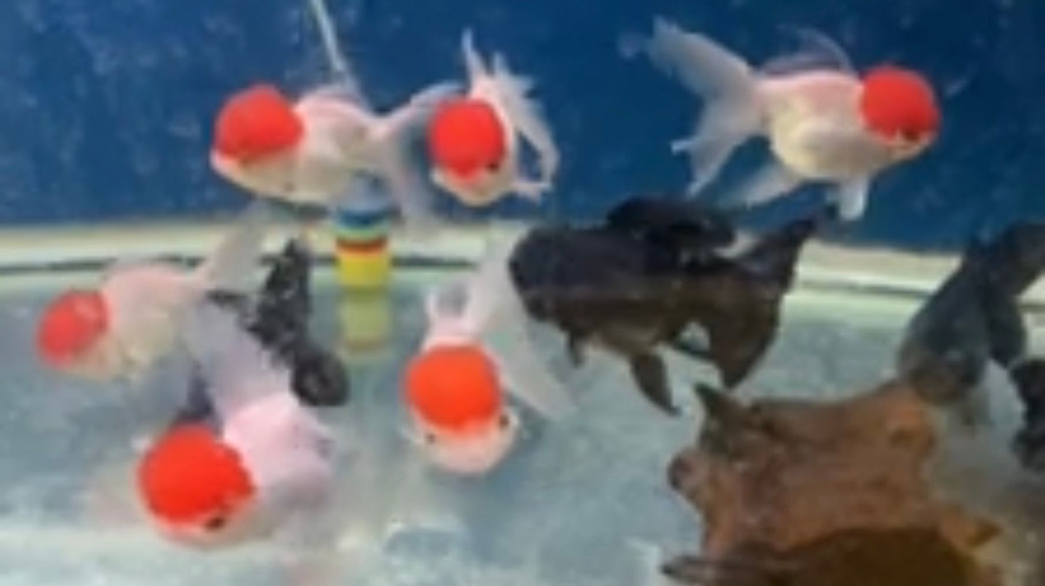 LARGE Red Cap Oranda Goldfish