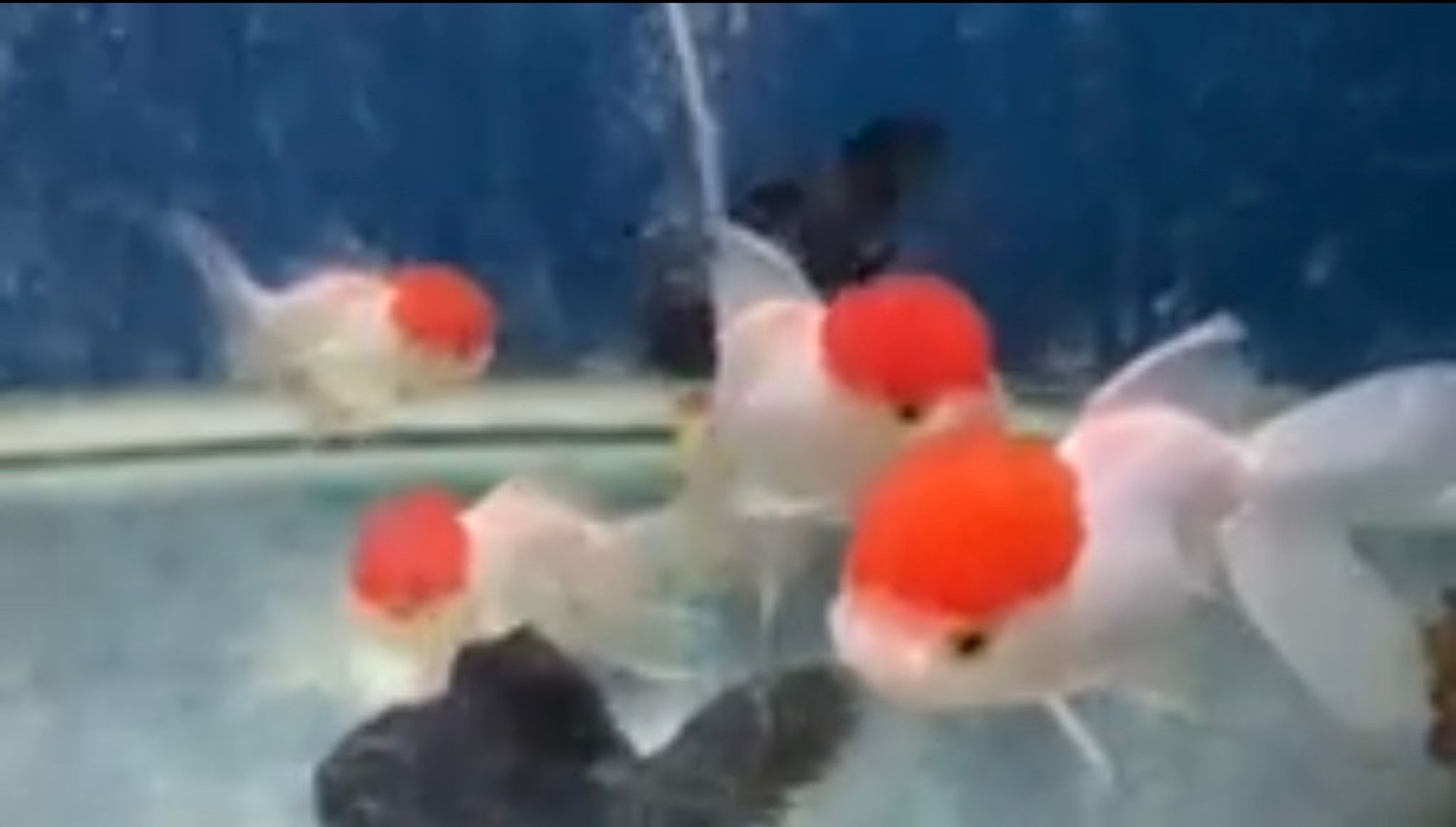 LARGE Red Cap Oranda Goldfish