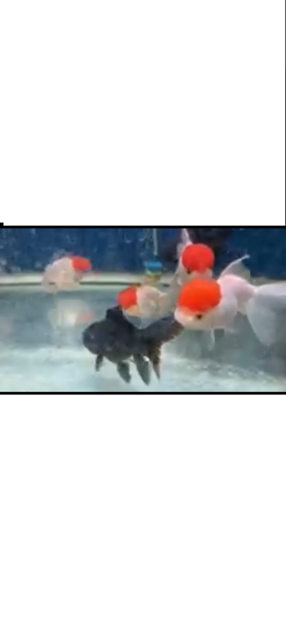 LARGE Red Cap Oranda Goldfish