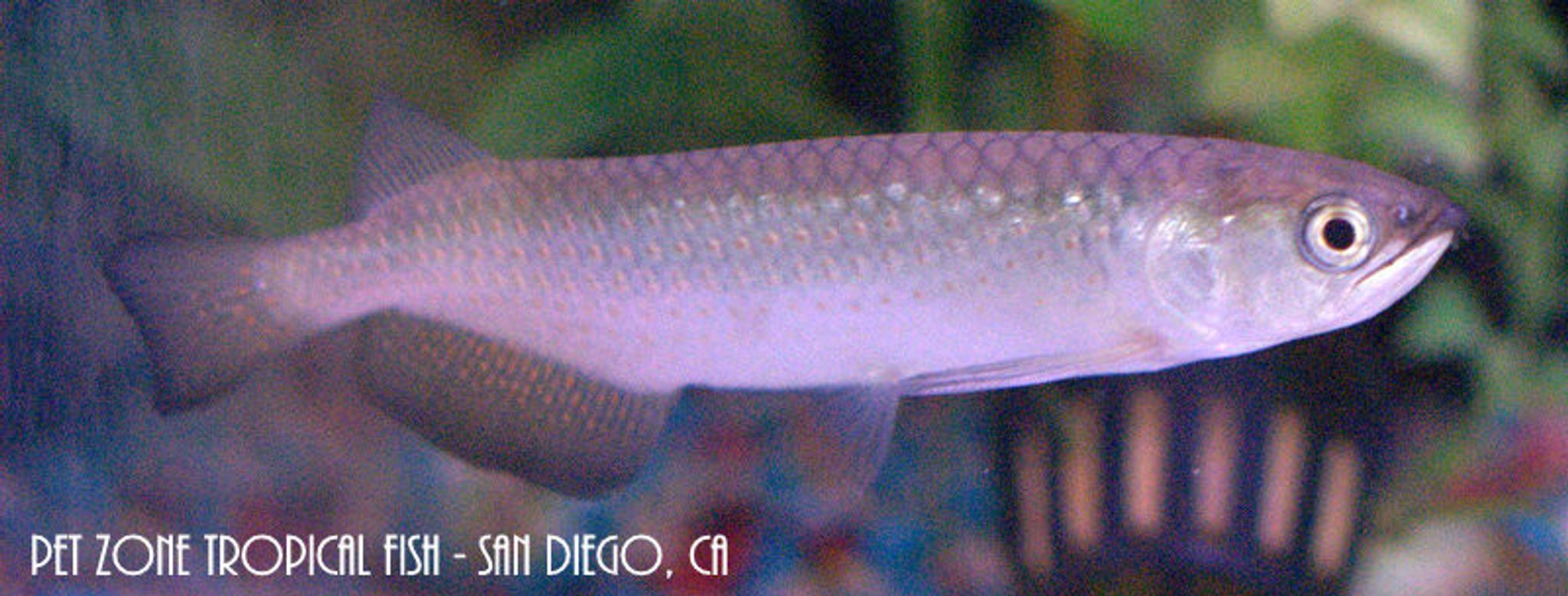 The Most Expensive Aquarium Fish You Can Buy