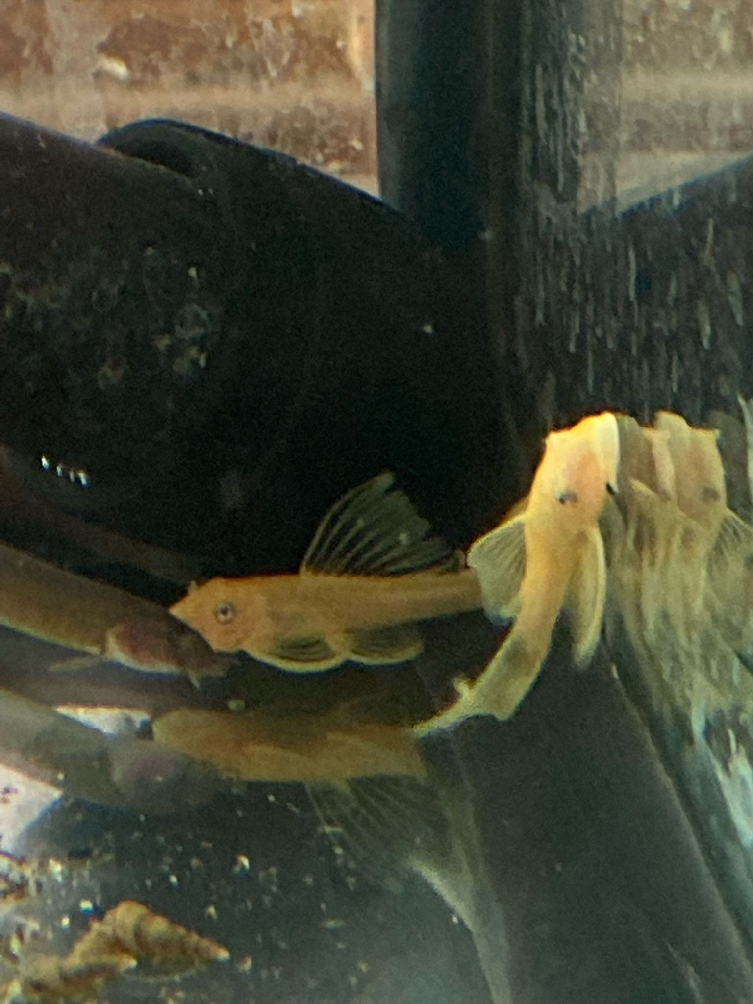 Lemon Blue Eye Long-Fin Bristlenose Pleco L144A