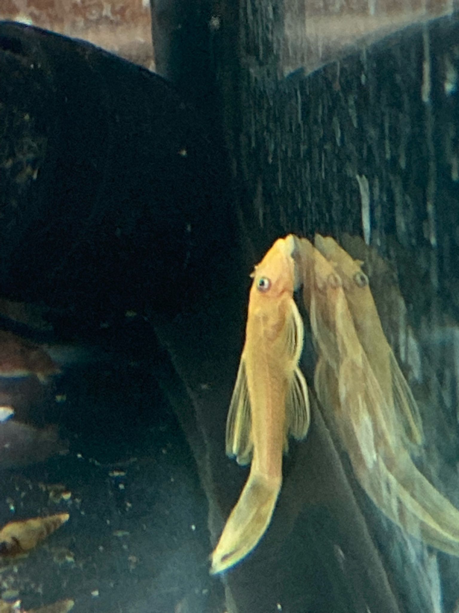 Lemon Blue Eye Long-Fin Bristlenose Pleco L144A