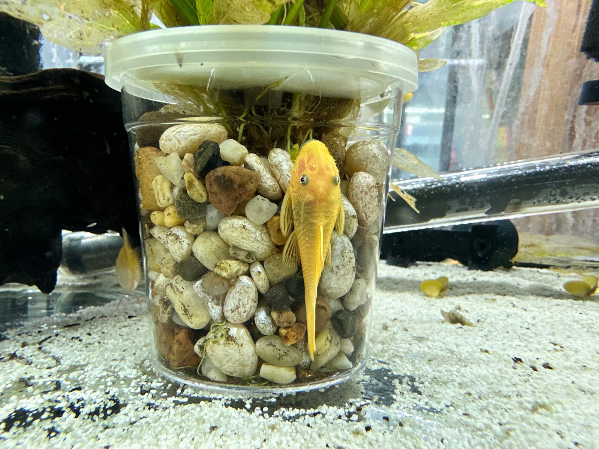 Lemon Pleco