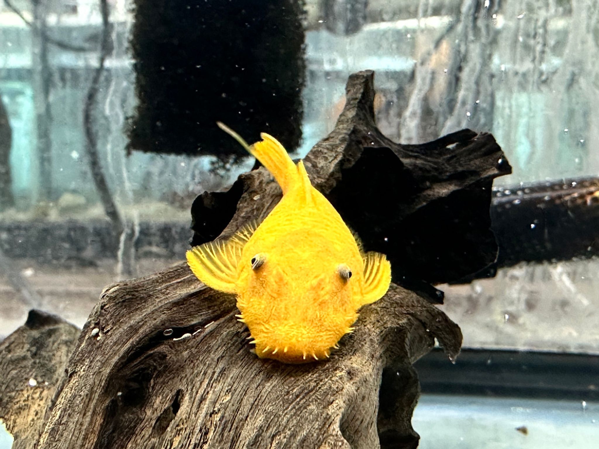 Lemon Pleco