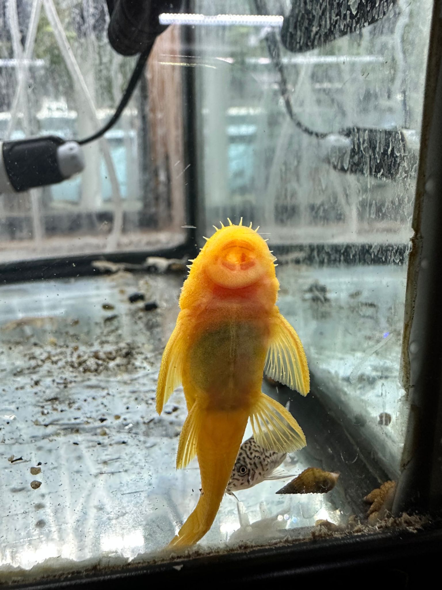 Lemon Pleco