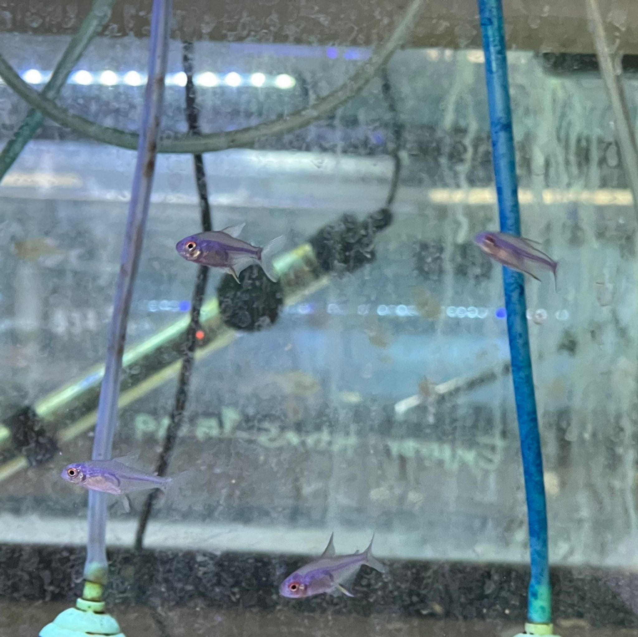Lemon Tetra