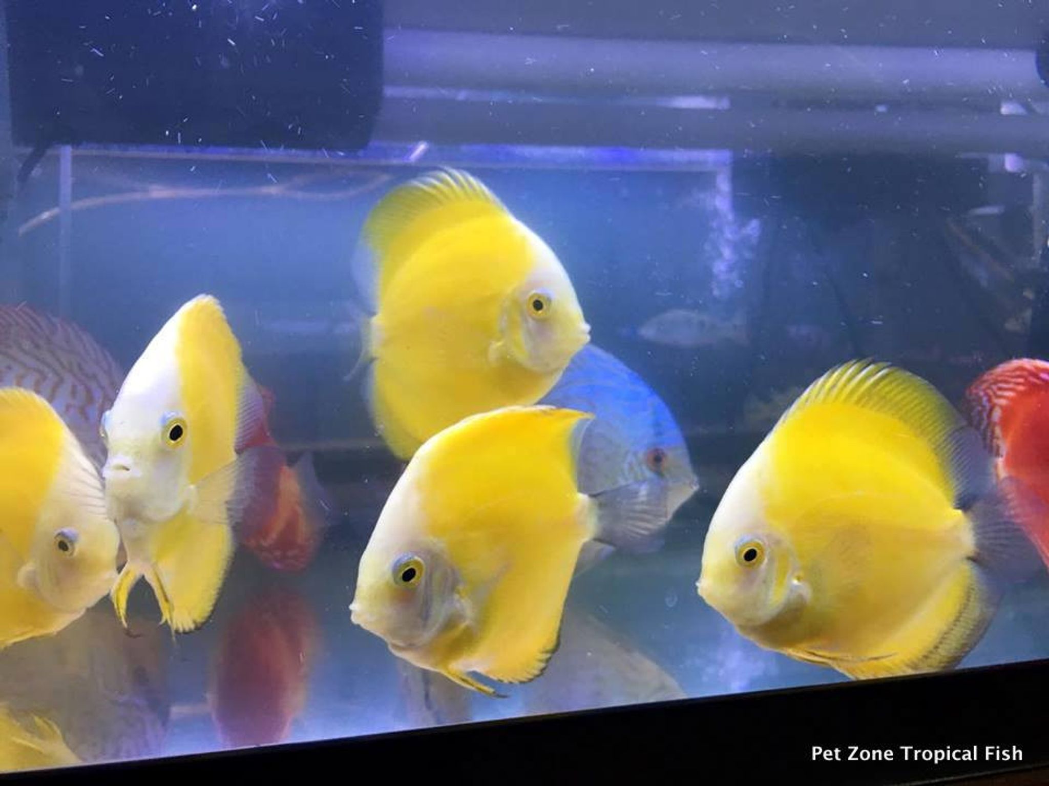Lemon Yellow Discus, Medium