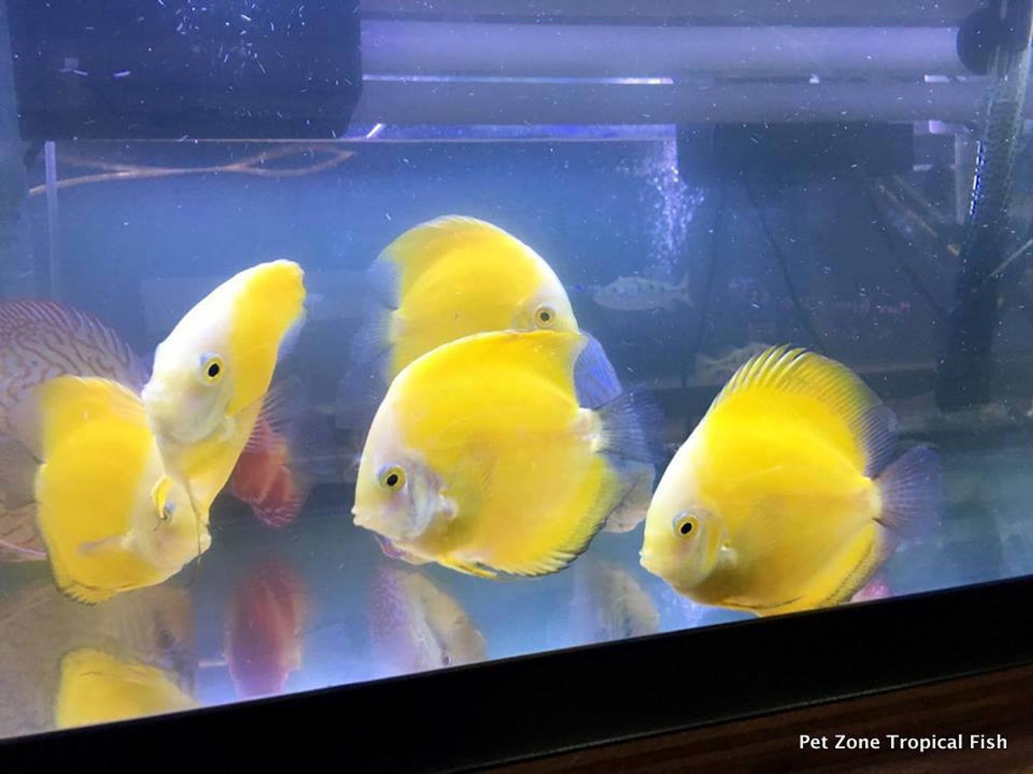 Lemon Yellow Discus, Medium