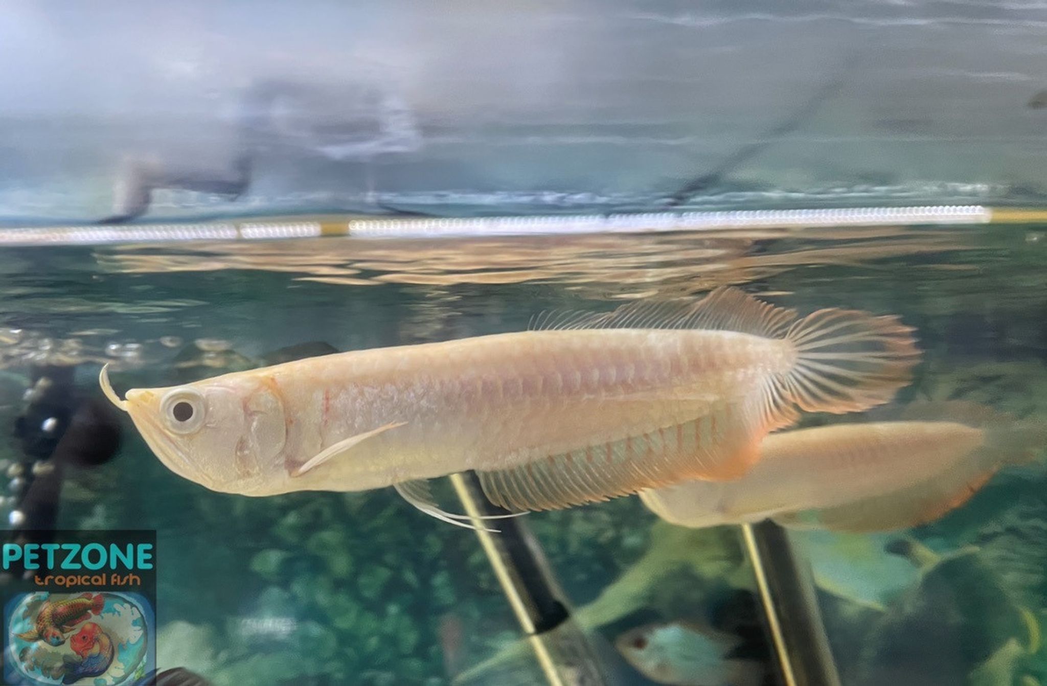 Leucistic Silver Arowana, Medium