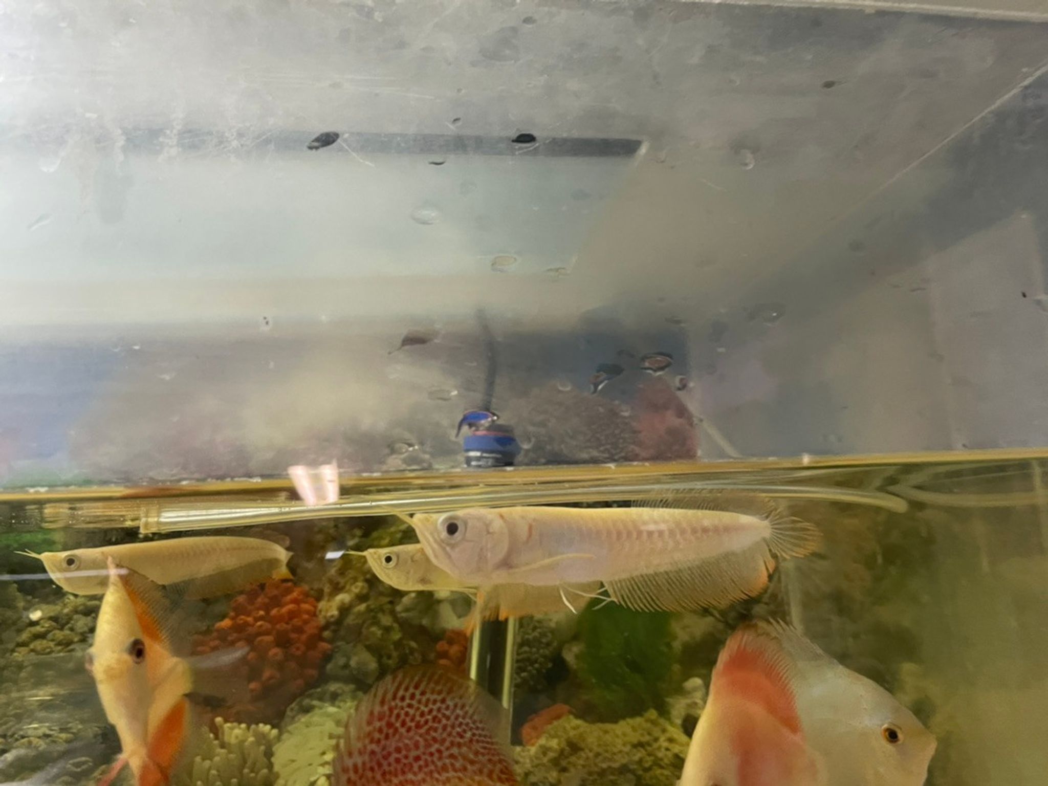 Leucistic Silver Arowana