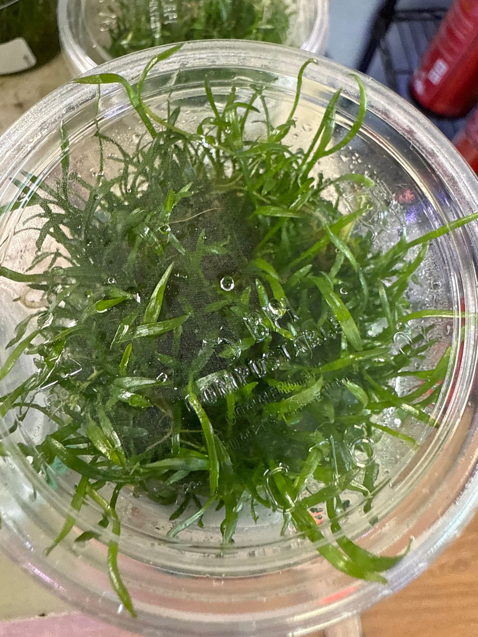 LILAEOPSIS BRASILIENSIS TC