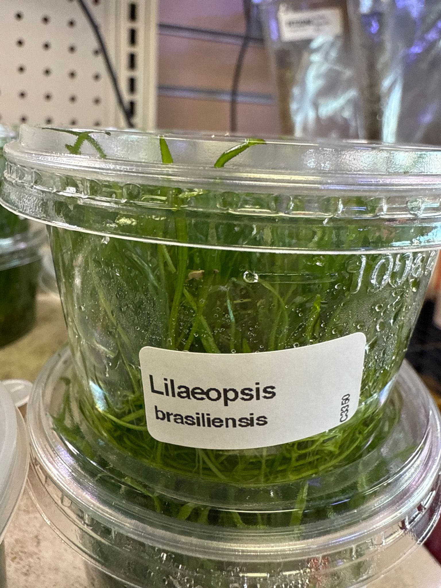 LILAEOPSIS BRASILIENSIS TC