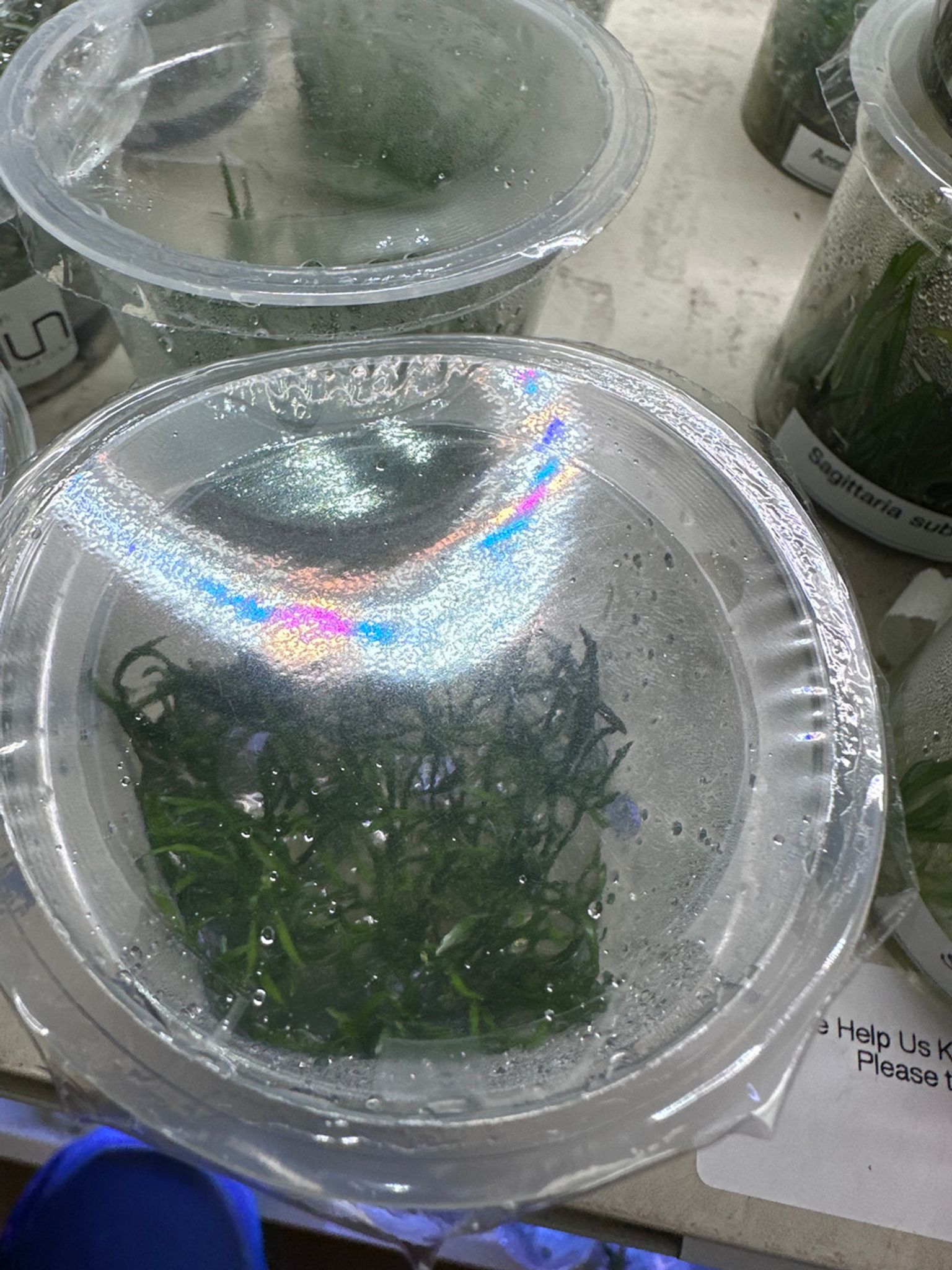 LILAEOPSIS BRASILIENSIS