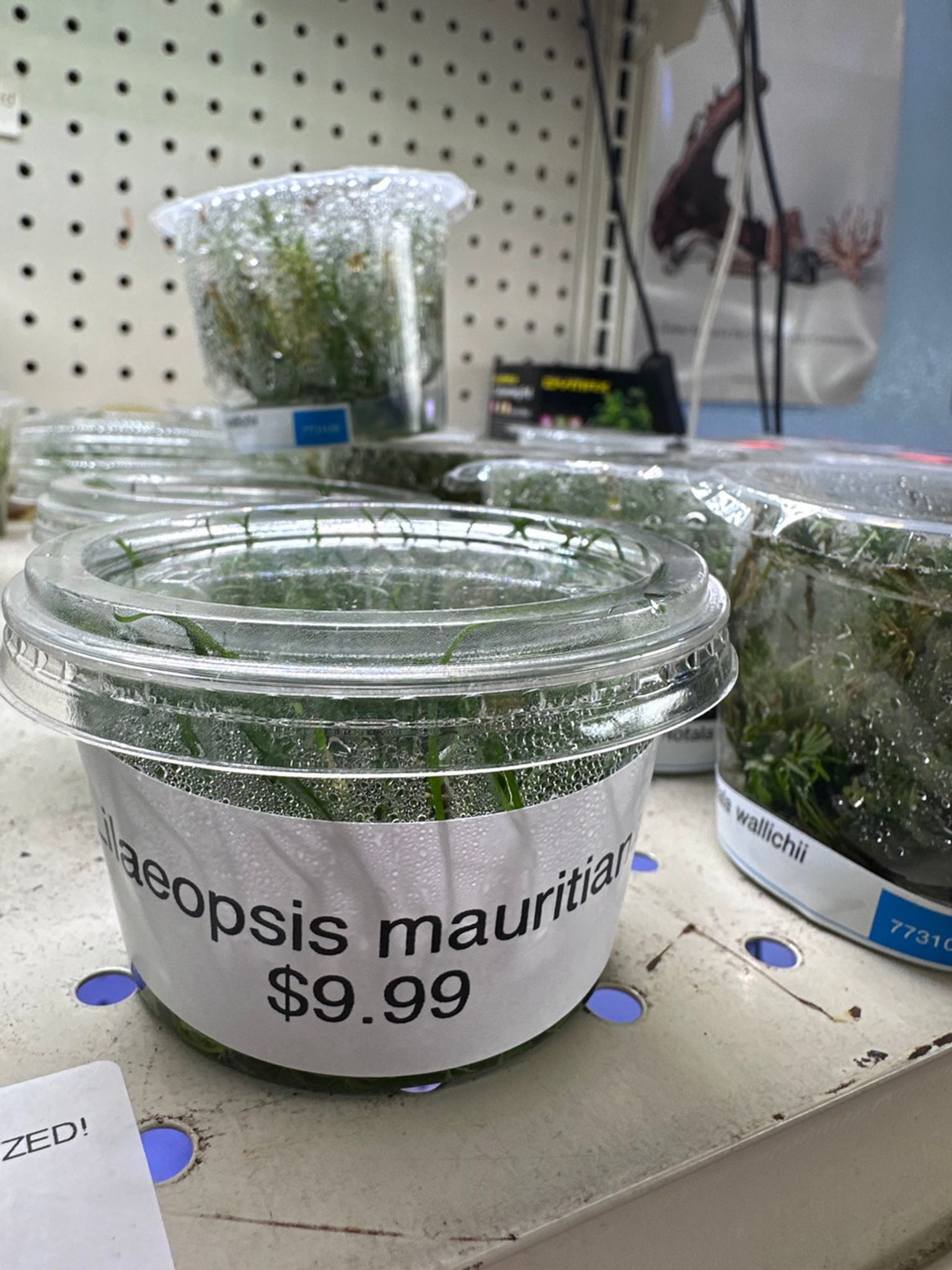 Lilaeopsis Mauritiana Aquatic Farmer Tissue Culture