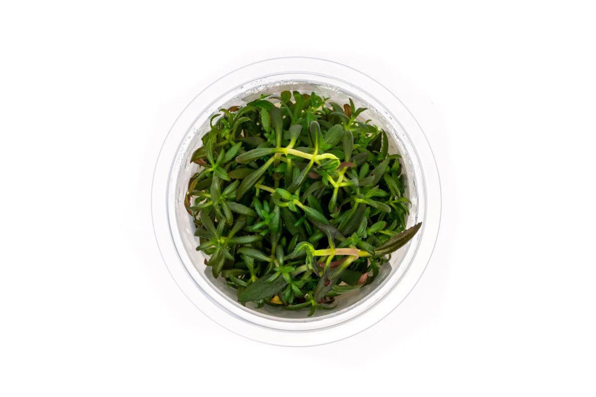 Limnophila Aromatica Aquatic Farmer Tissue Culture
