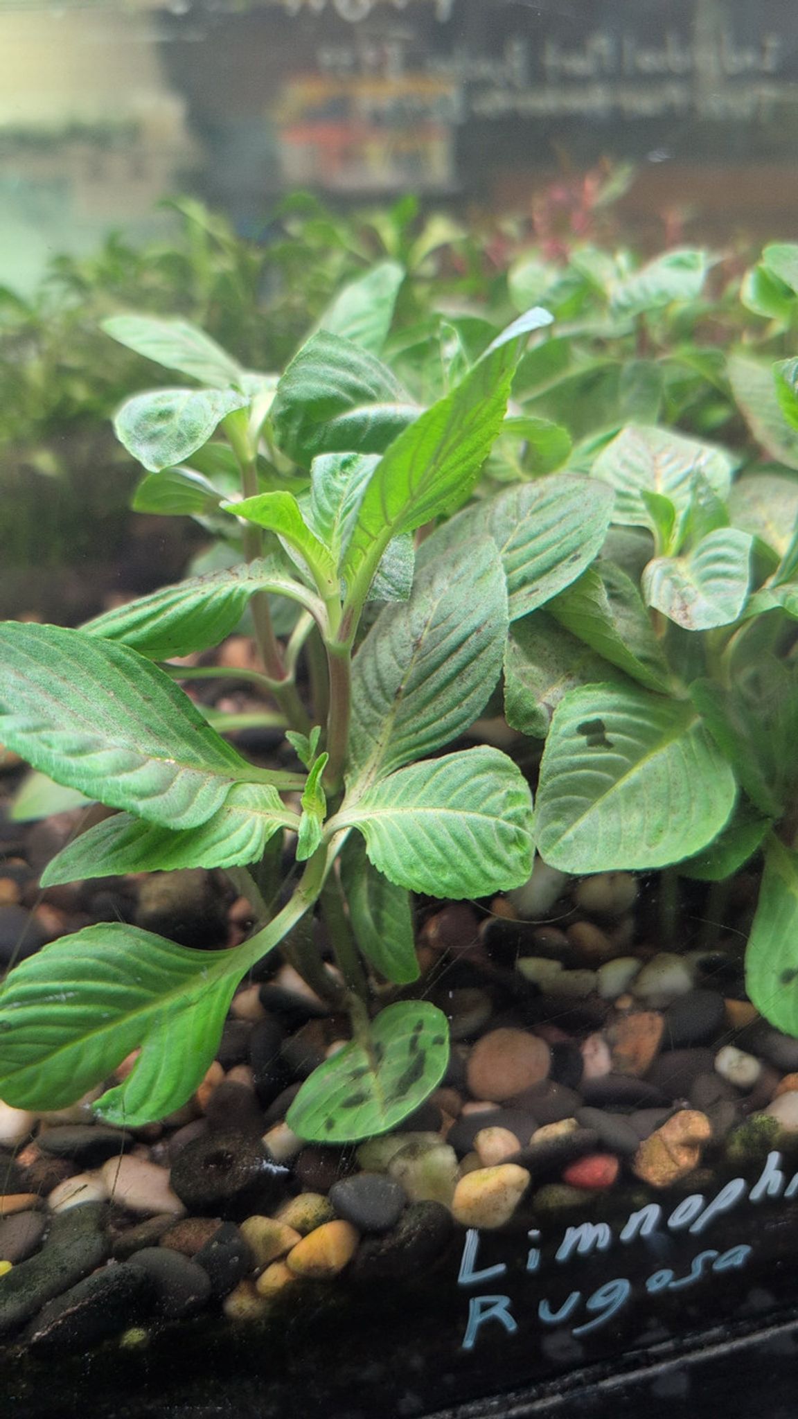Limnophila Rugosa | Wrinkled Marshweed Aquarium Plant