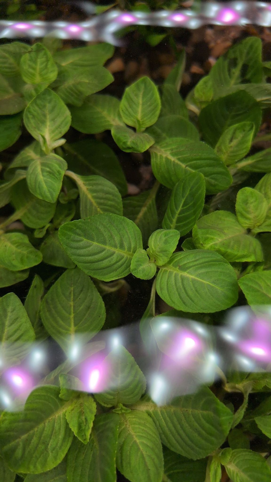 Limnophila Rugosa | Wrinkled Marshweed Aquarium Plant