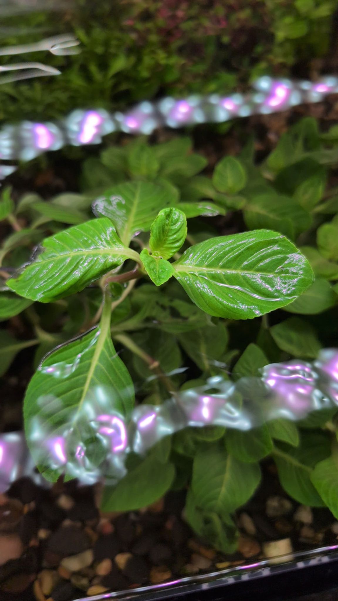 Limnophila Rugosa | Wrinkled Marshweed Aquarium Plant
