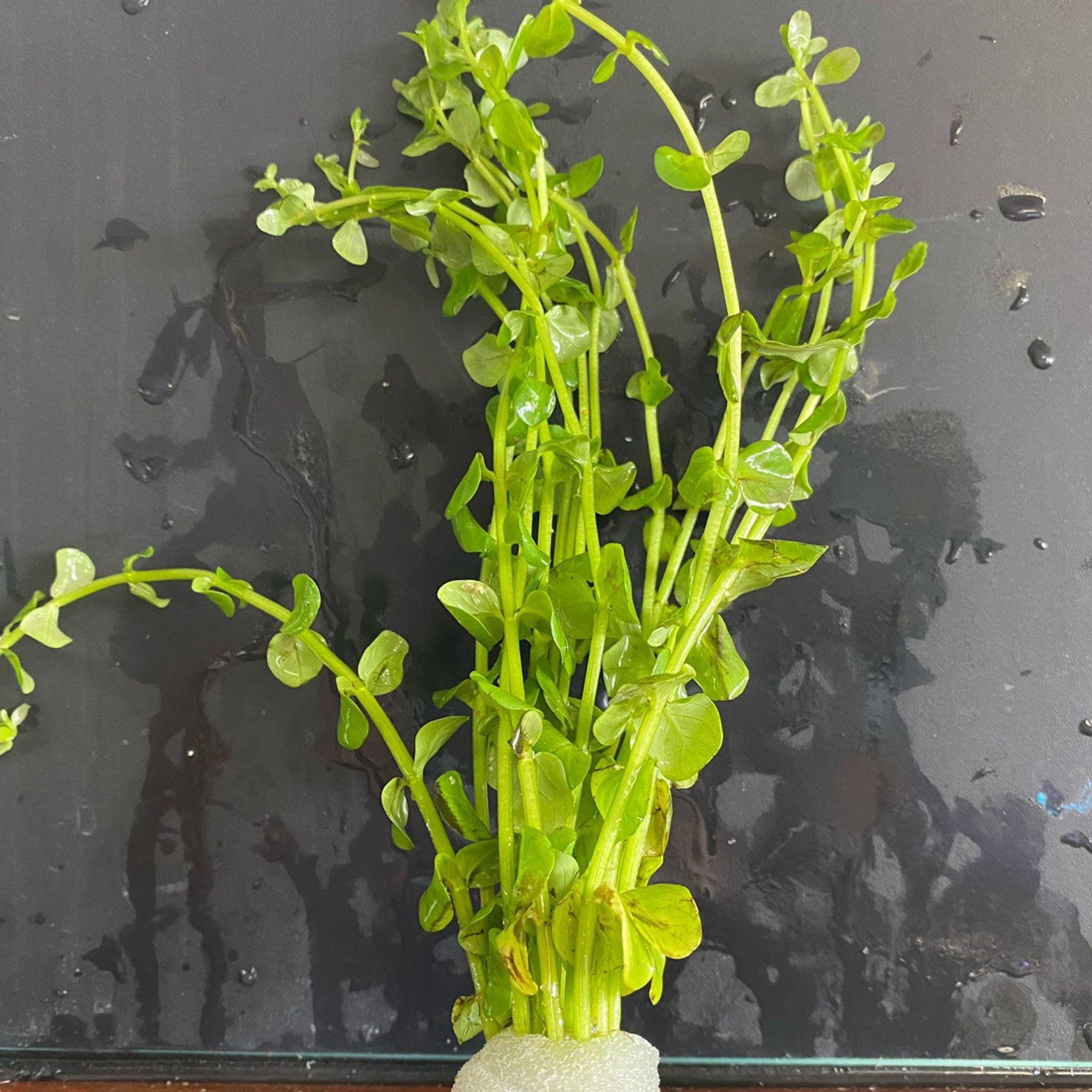 Lindenia Rotondifolia