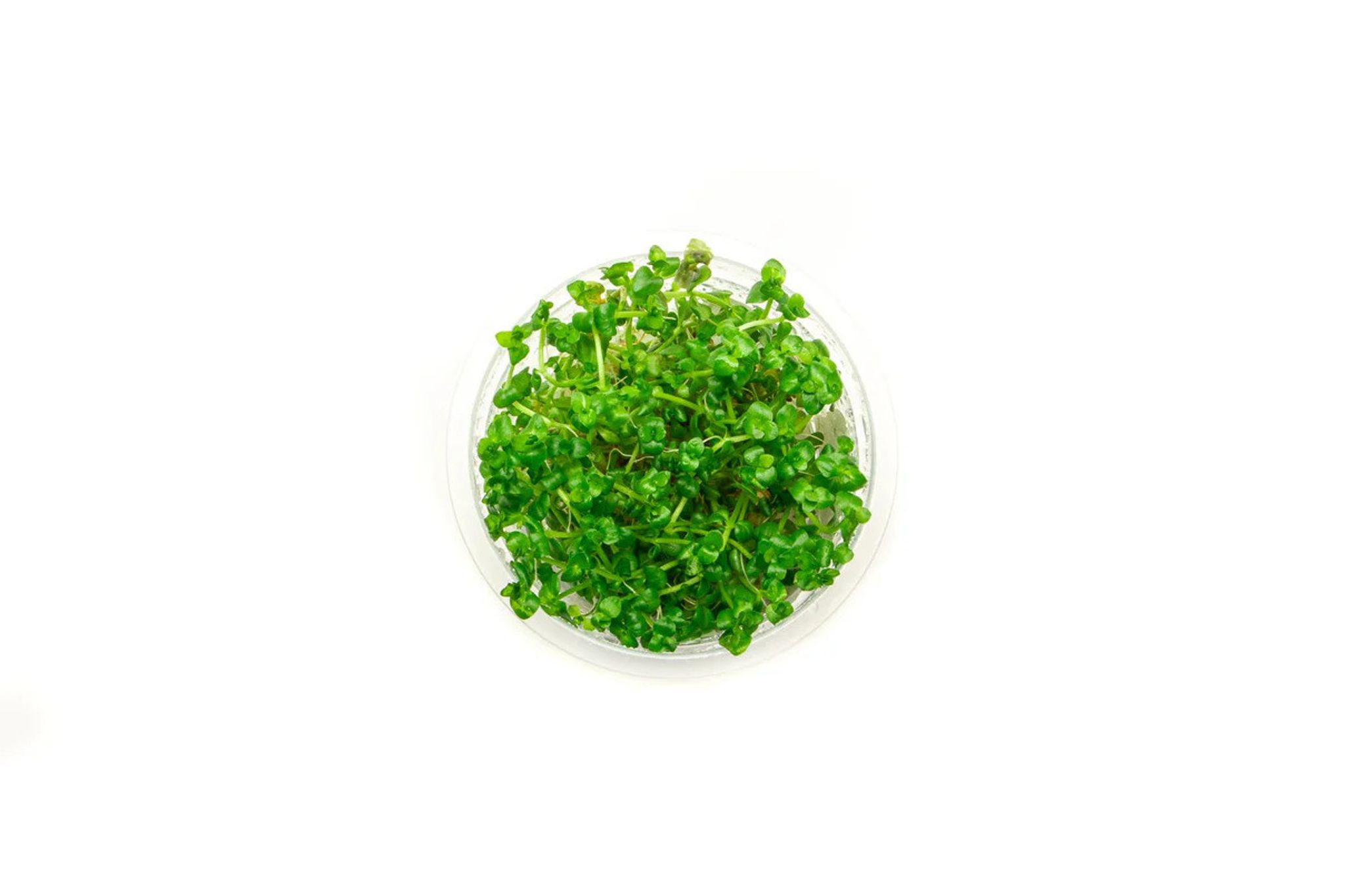Lindernia Rotundifolia