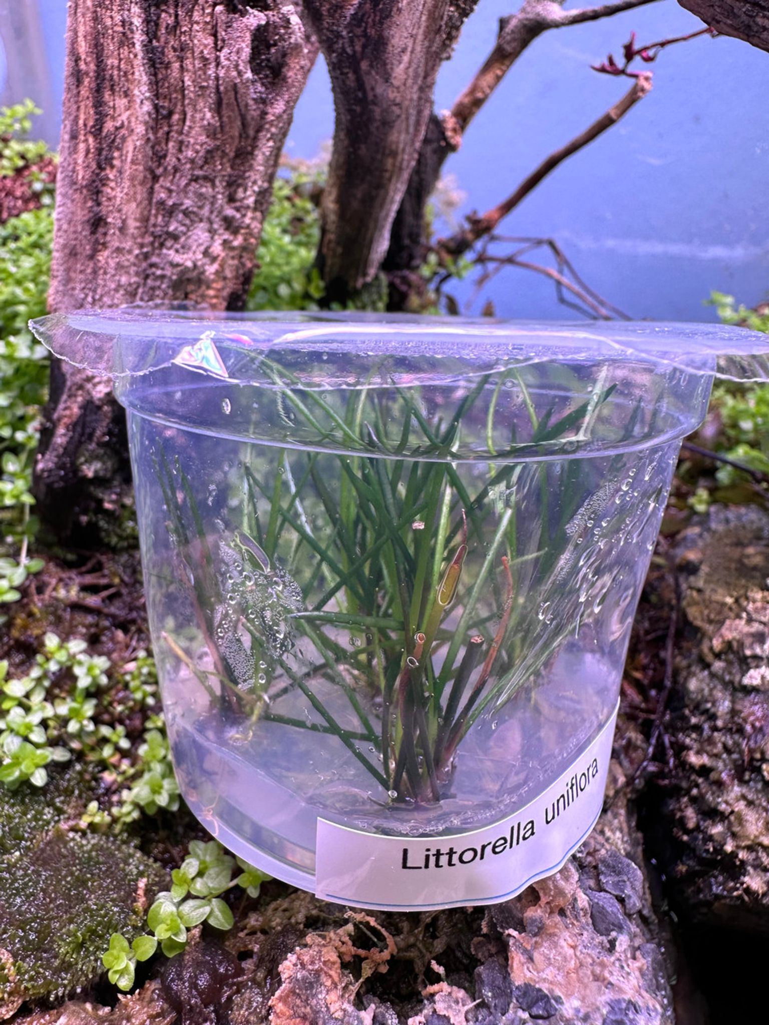 Littorella Uniflora Tissue Culture
