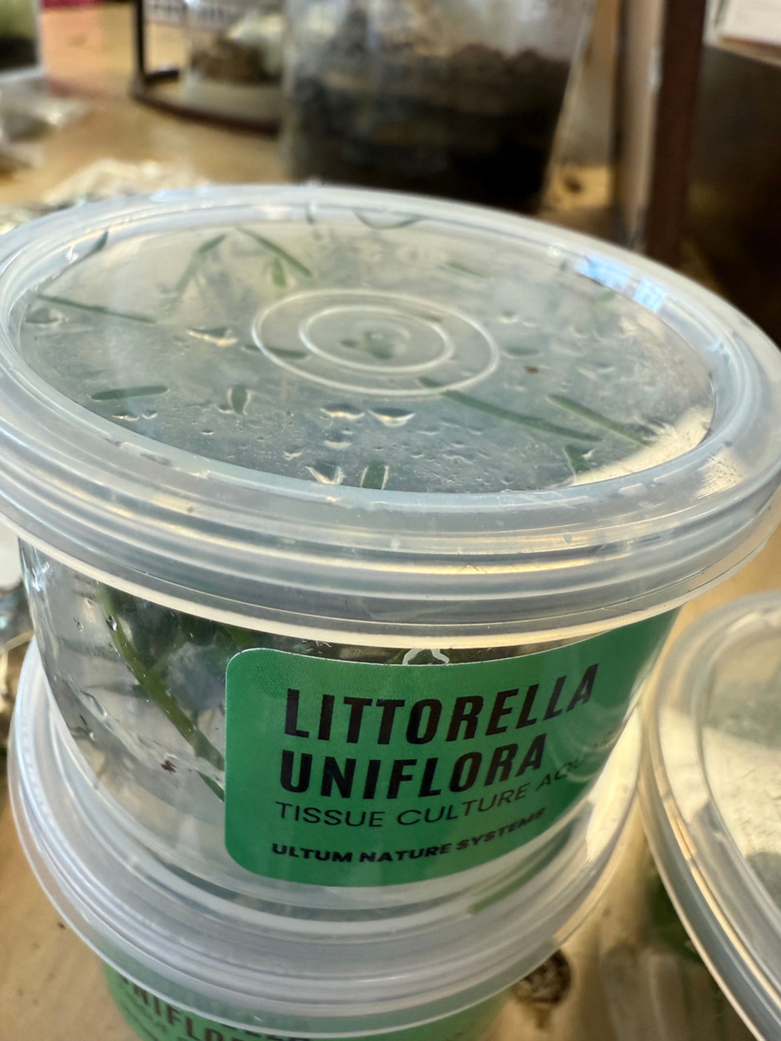 Littorella Uniflora UNS Tissue Culture