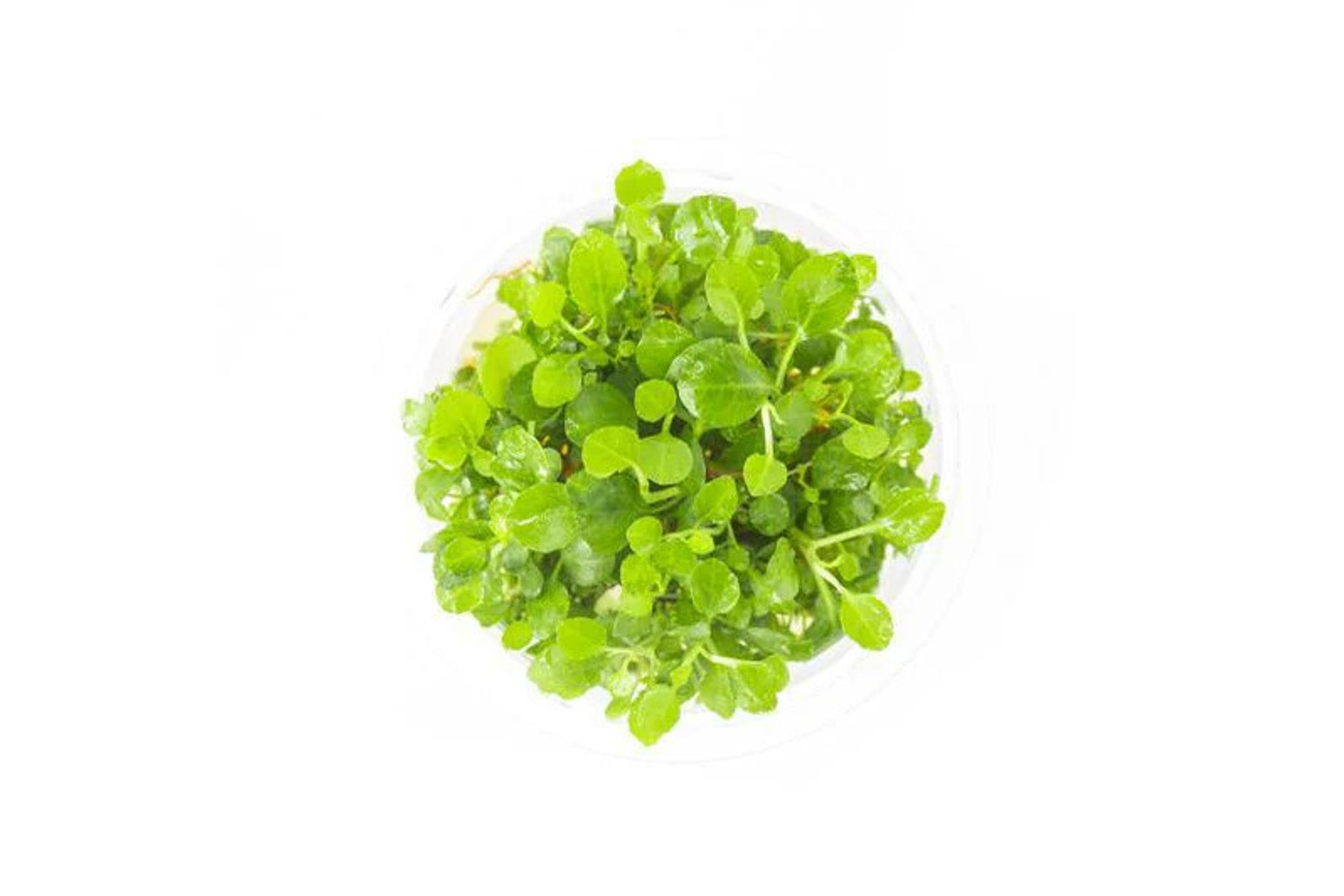 Lobelia Cardinalis UN Tissue Culture