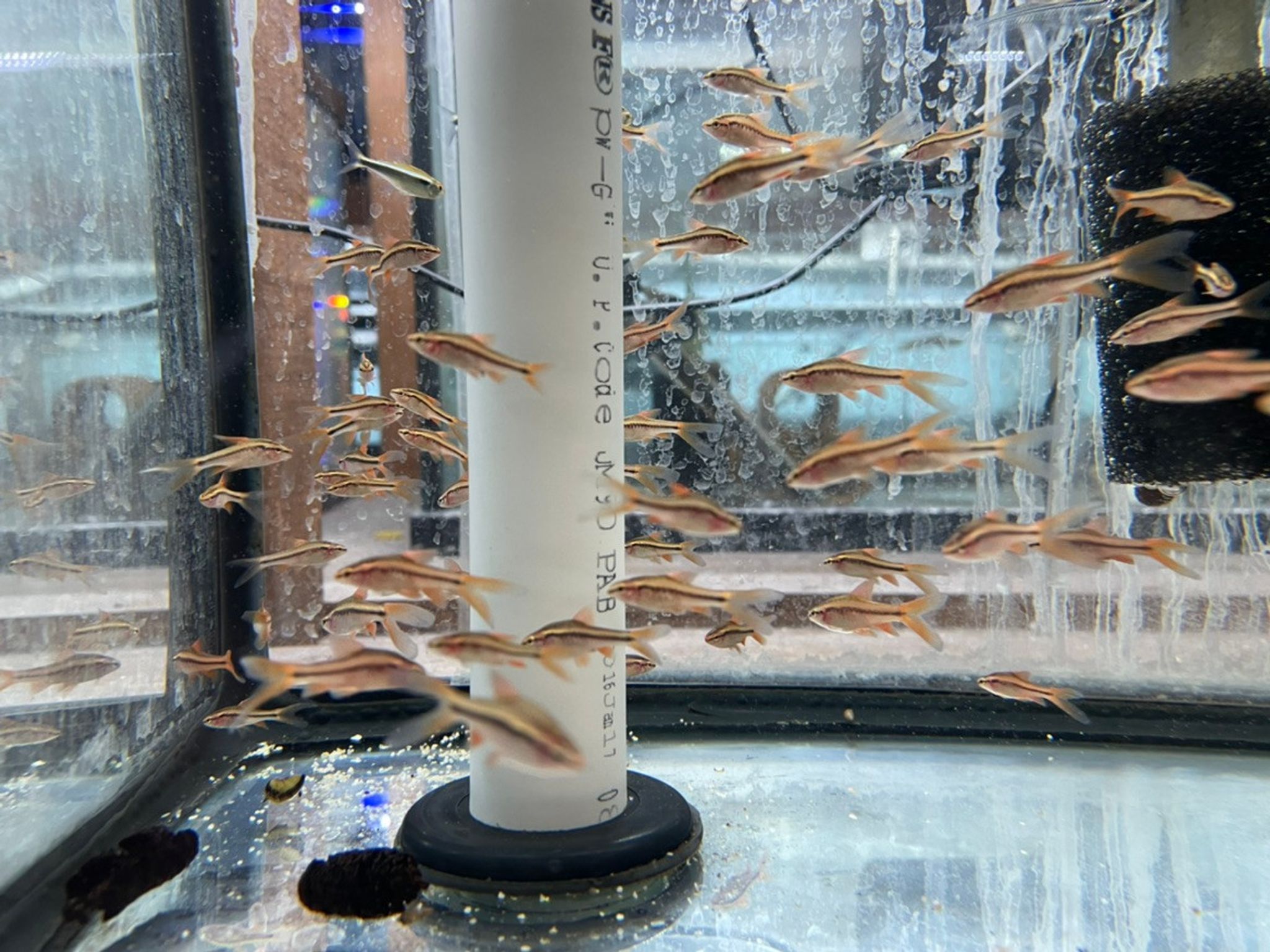 Long-Fin Cherry Barb