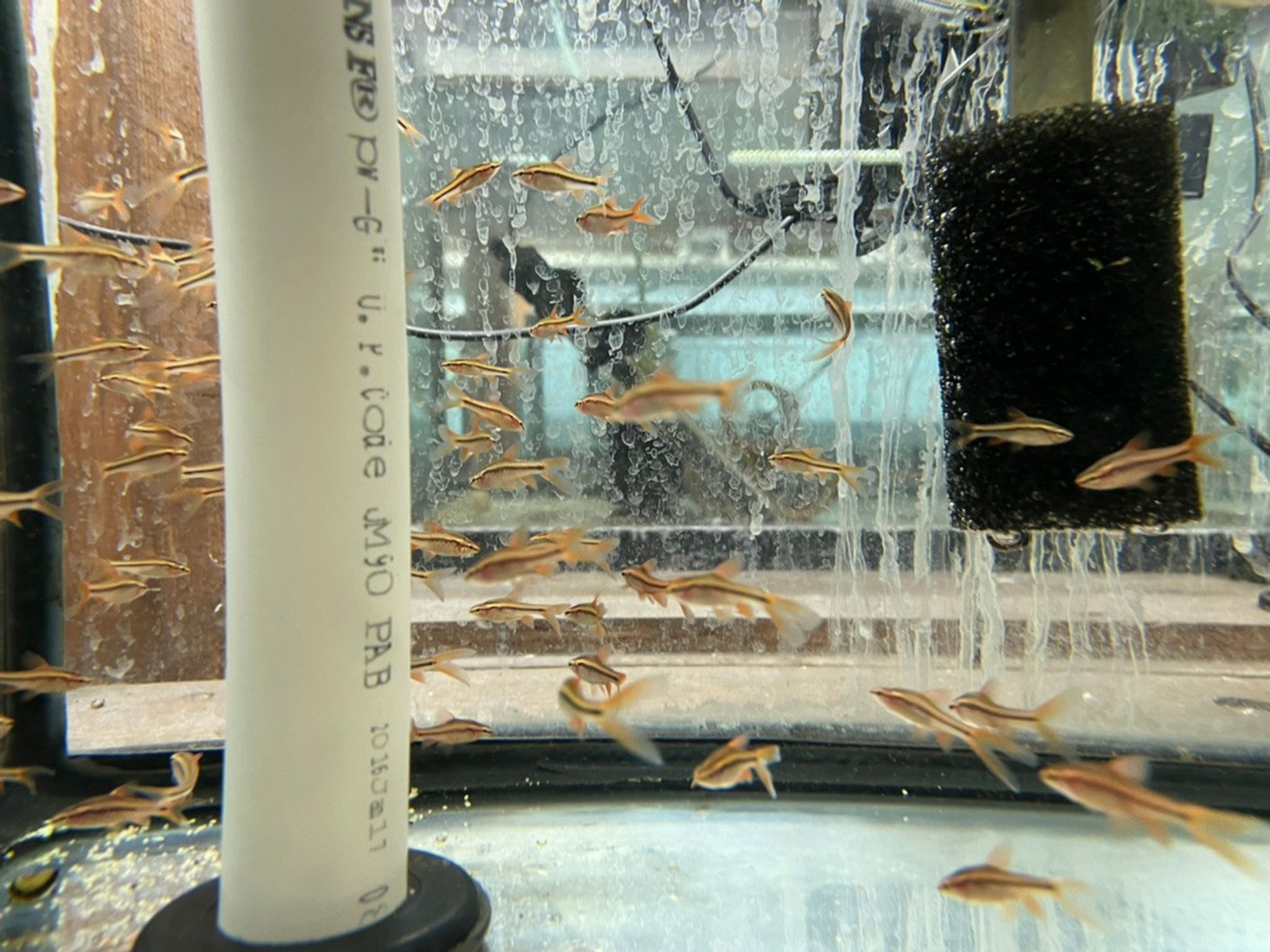 Long-Fin Cherry Barb