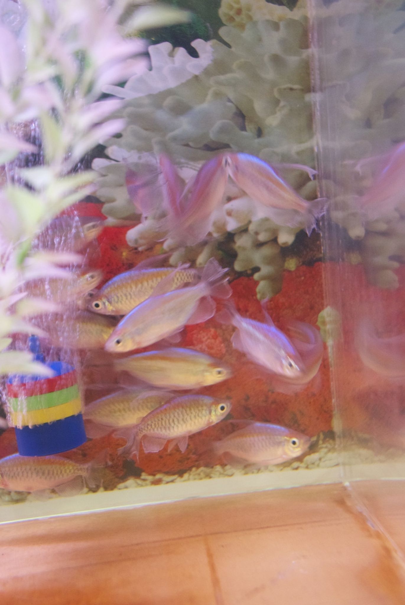 Long Fin Congo Tetra